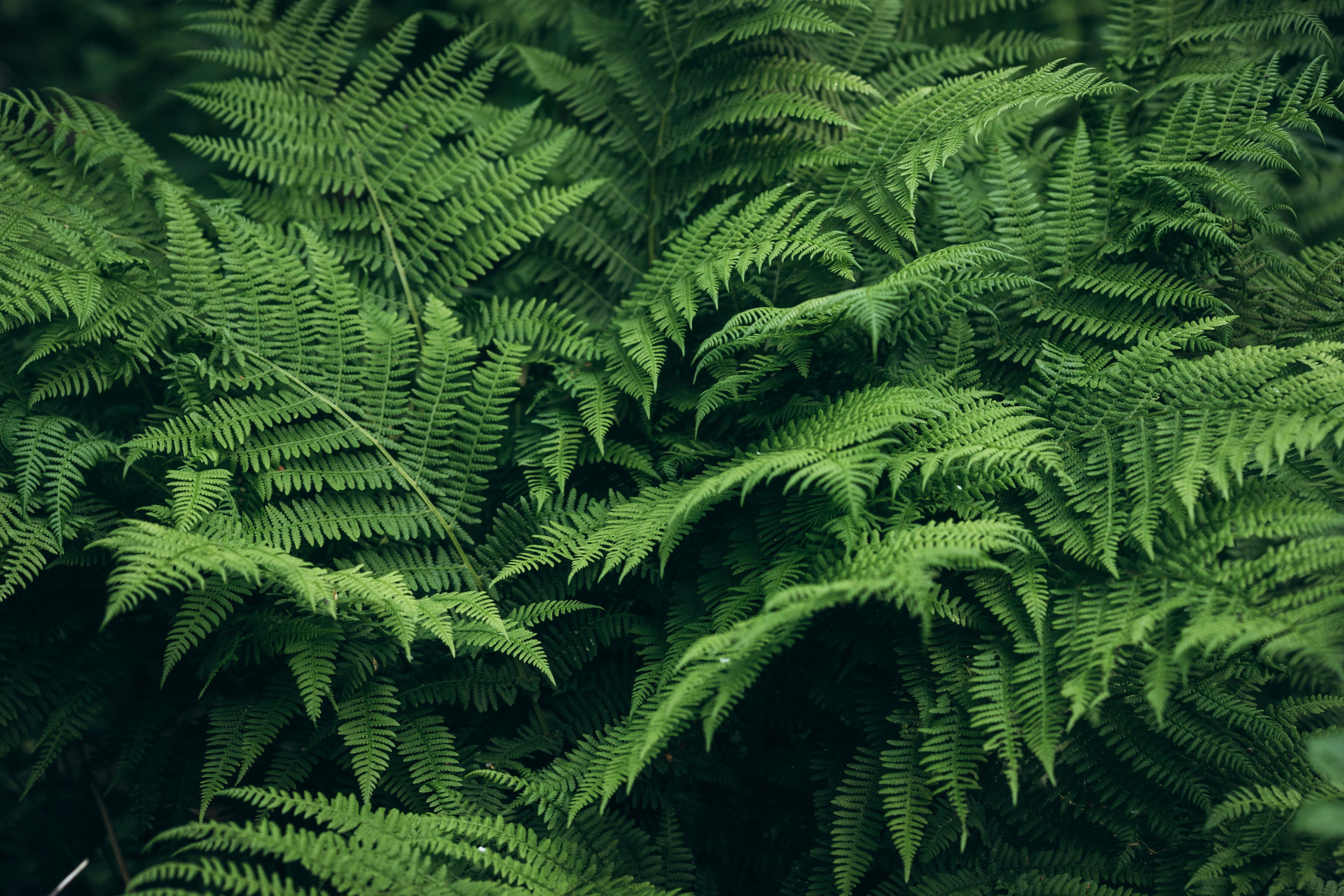 Природные пейзажи. Наталия Клевинскас портретный фотограф в Костроме