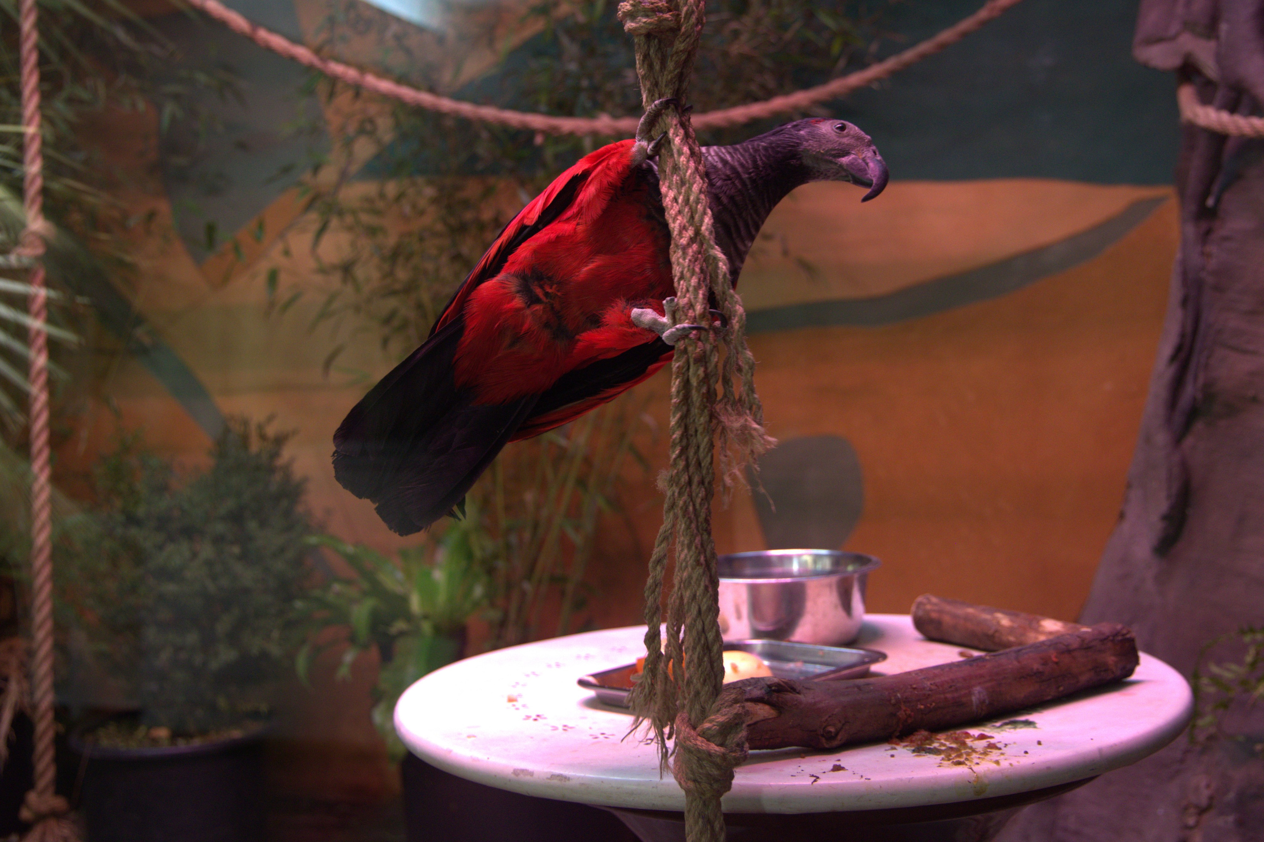 ЗООПАРК. ФОТОГРАФ В МОСКВЕ СТАНИСЛАВ КОБЗЕВ