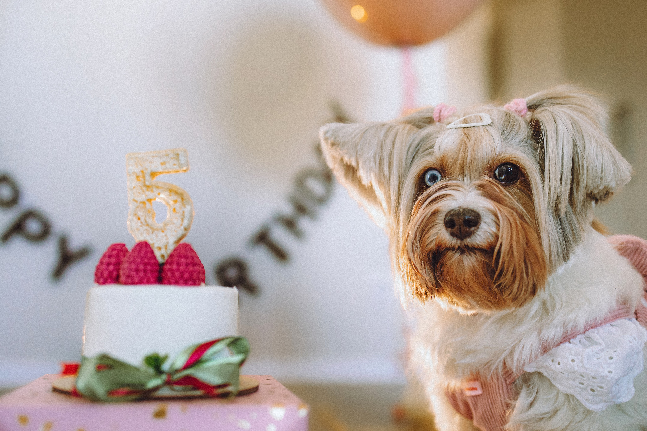 День Рождения Шу