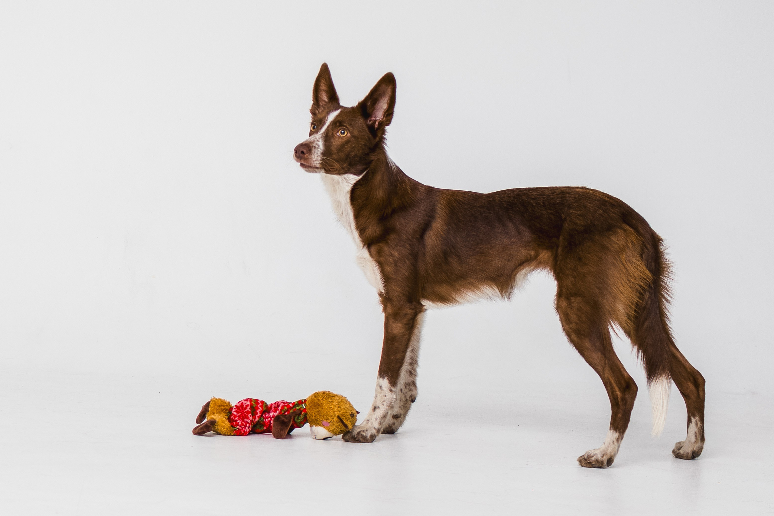 Воркшоп по импульсному свету