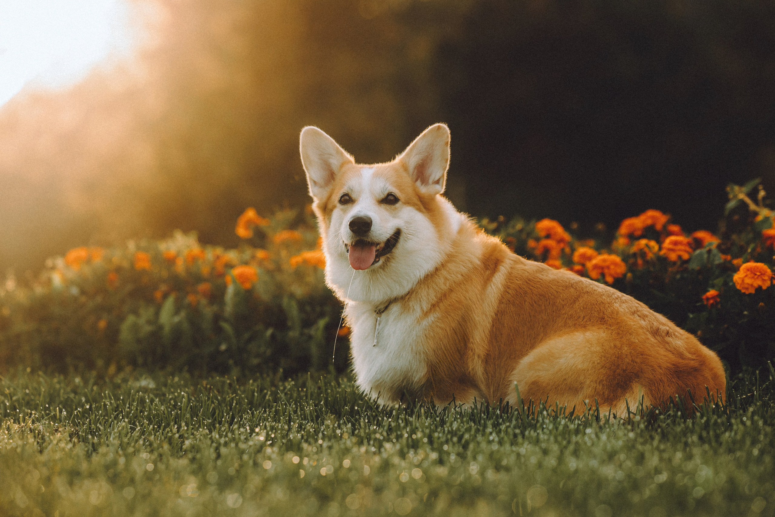 Пуговка и ее семья