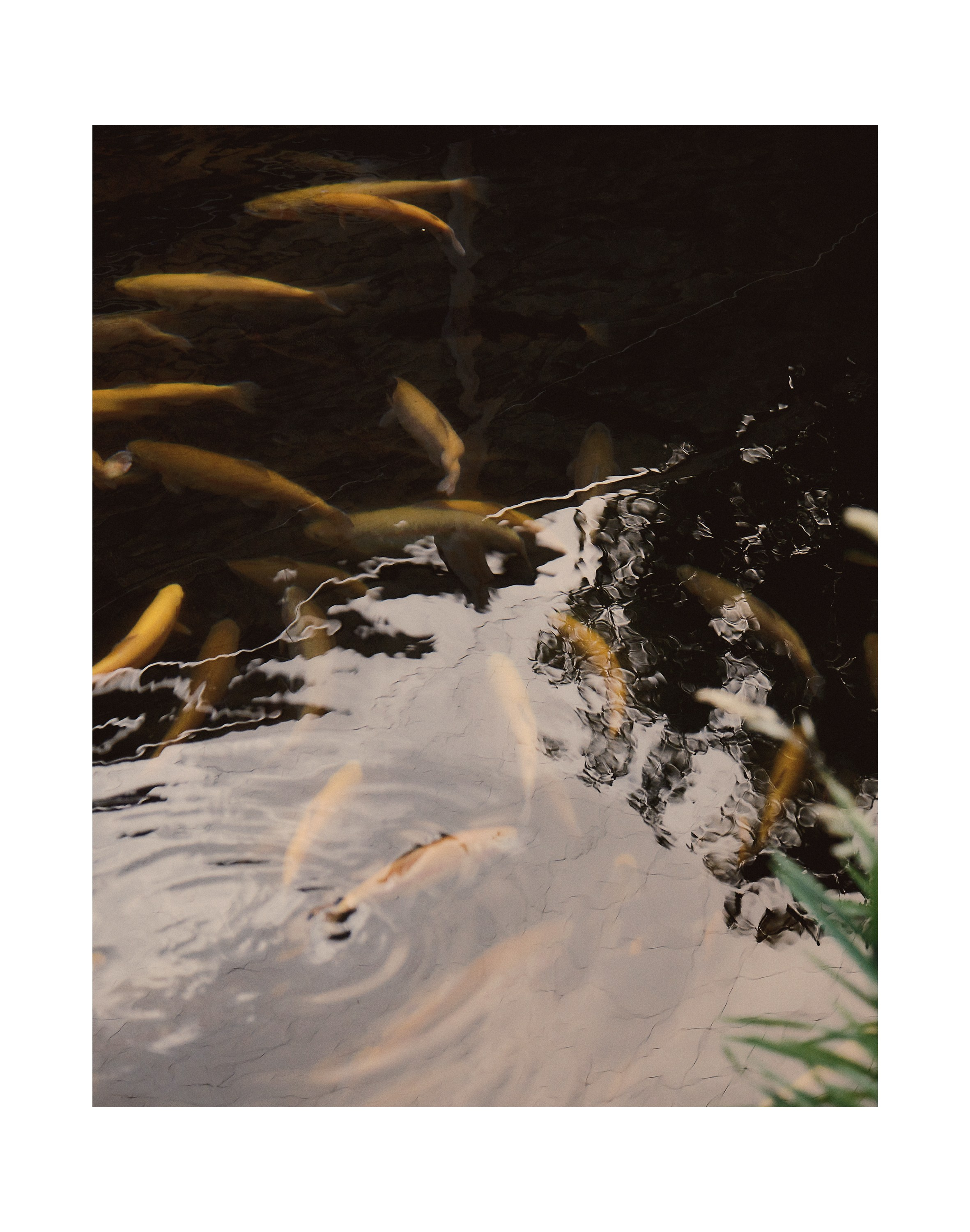 Игорь и Даша. Любовь среди гор. Семейный и свадебный фотограф в Краснодаре