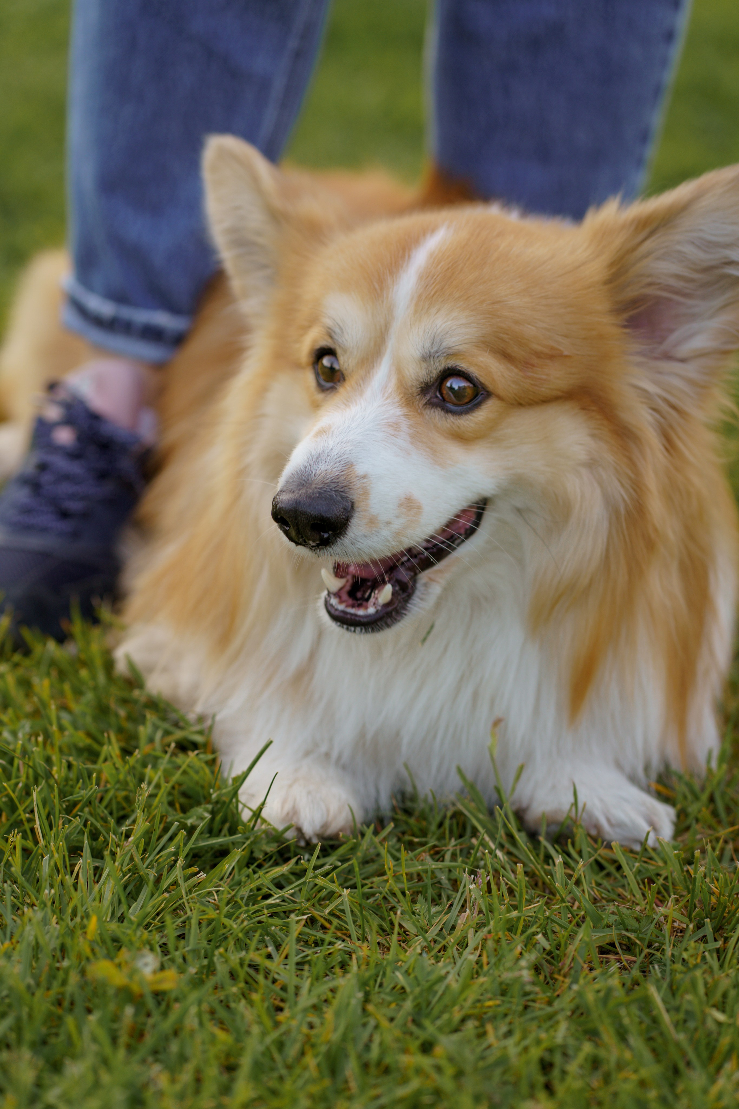 Катя, Арсений и Пух. Свадебный фотограф в Москве Анна Полушина