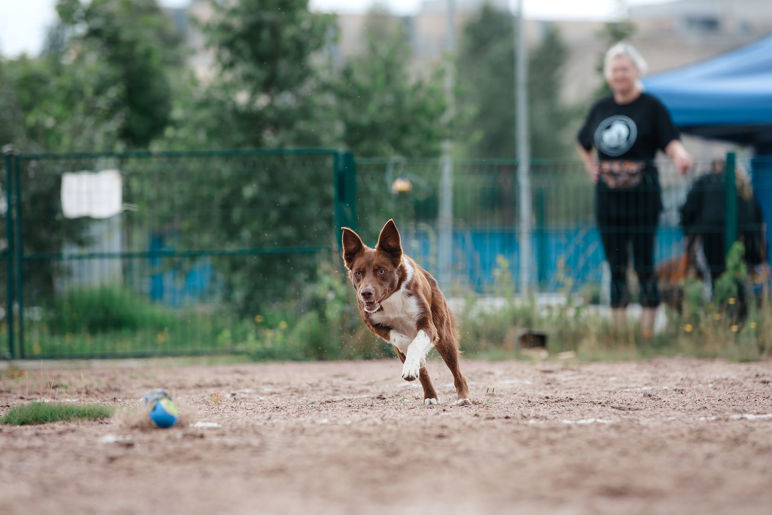 Питч&Гоу + веселые старты. Фотограф-анималист Mary Mart — Москва, Питер