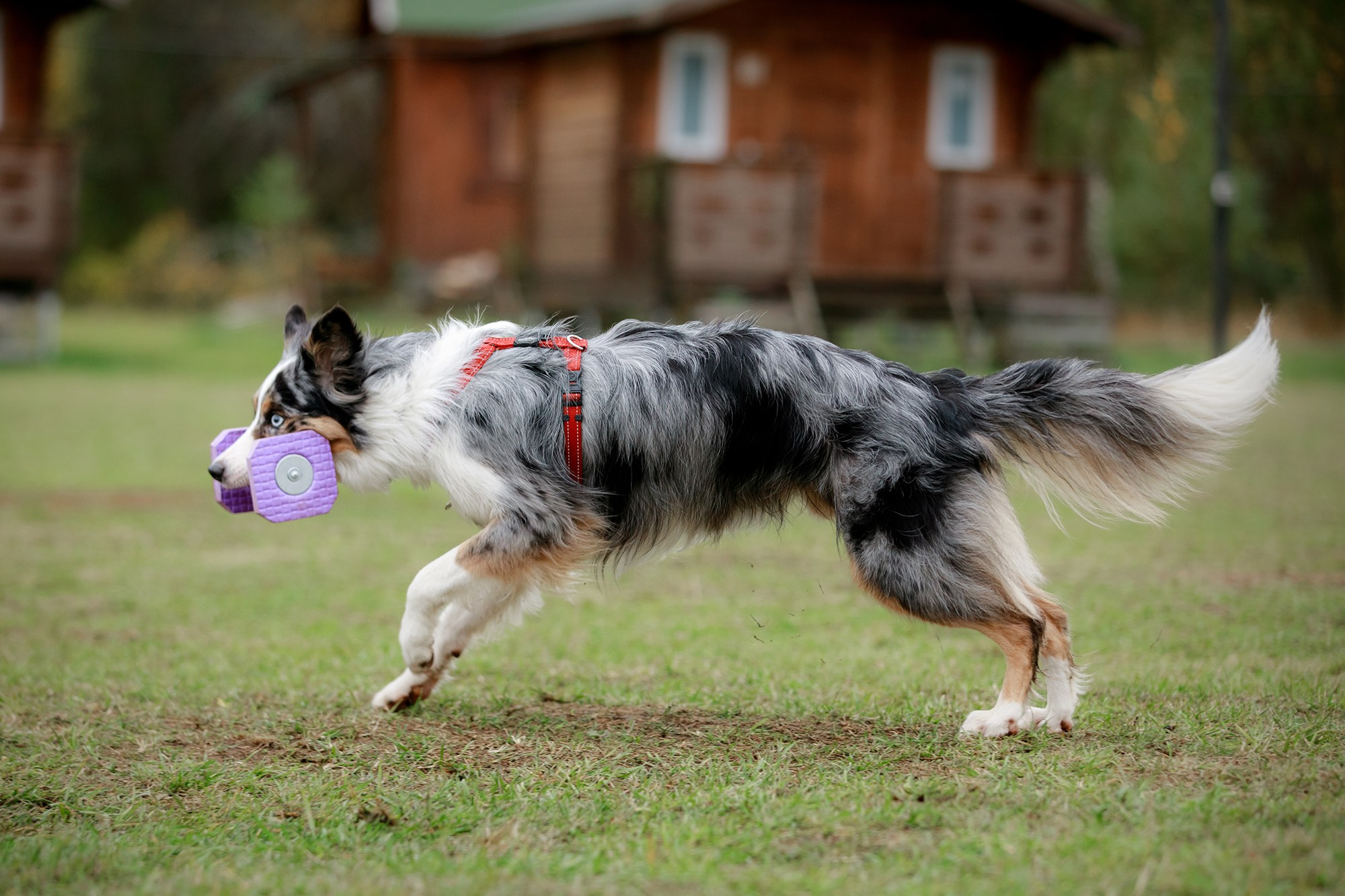 Лагерь по ОБД с Инной Баженовой. Фотограф-анималист Mary Mart — Москва, Питер