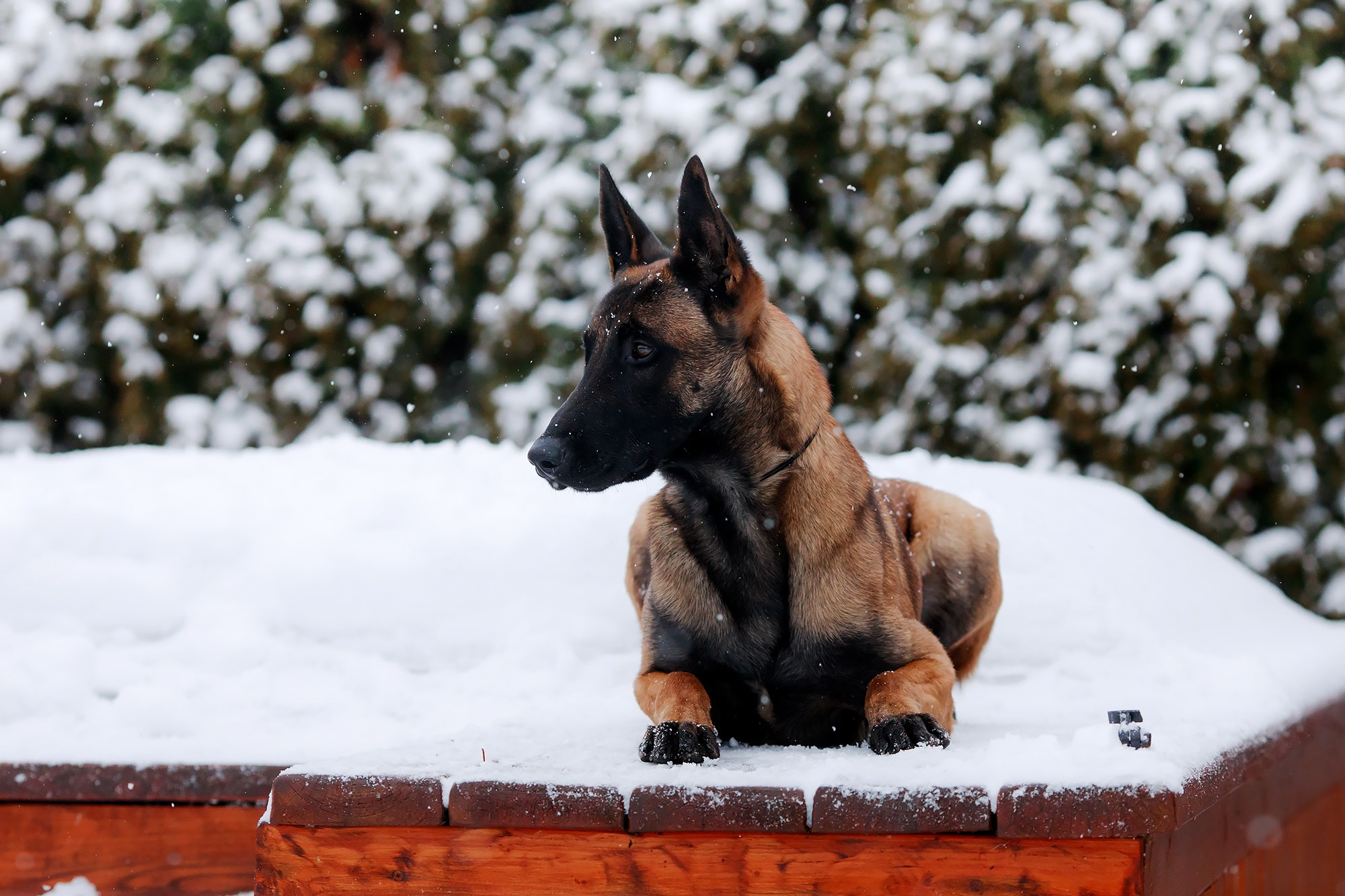 Зимние портреты. Фотограф-анималист Mary Mart — Москва, Питер