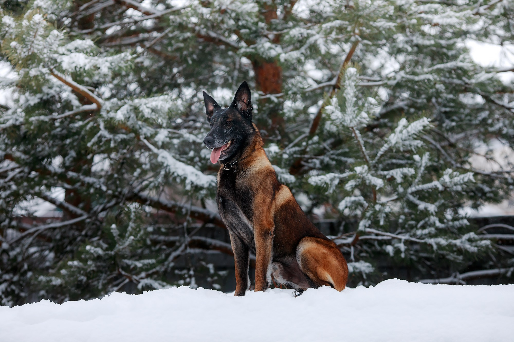 Зимние портреты. Фотограф-анималист Mary Mart — Москва, Питер