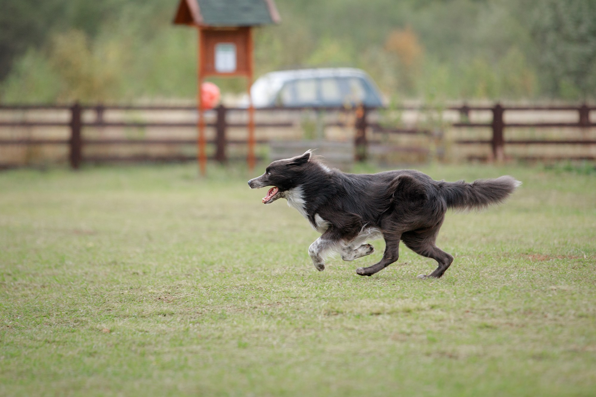 Лагерь по ОБД с Инной Баженовой. Фотограф-анималист Mary Mart — Москва, Питер