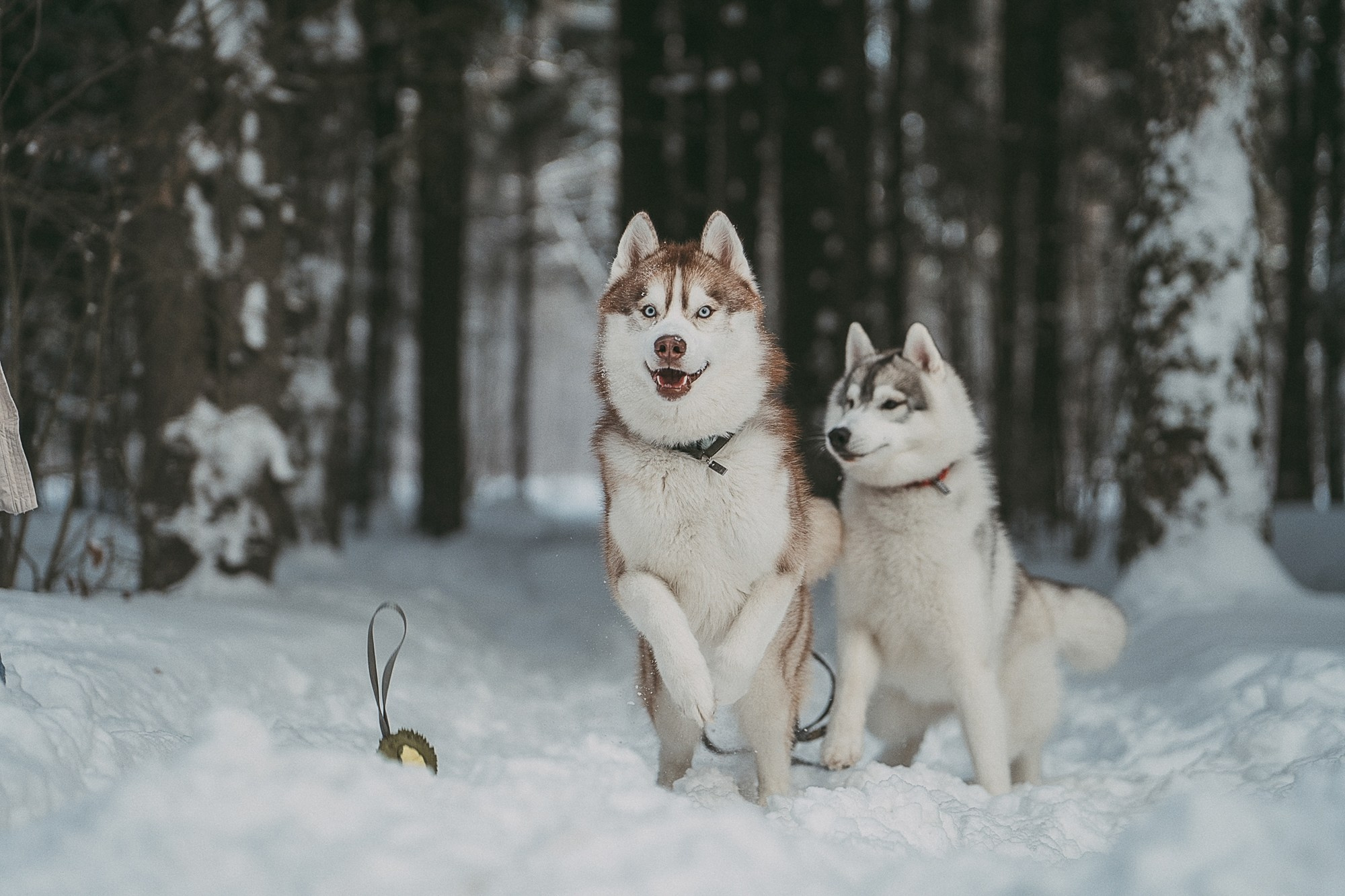 Полина, Уго и Пышка. Фотограф анималист в Москве и Санкт-Петербурге Свиридова Анна