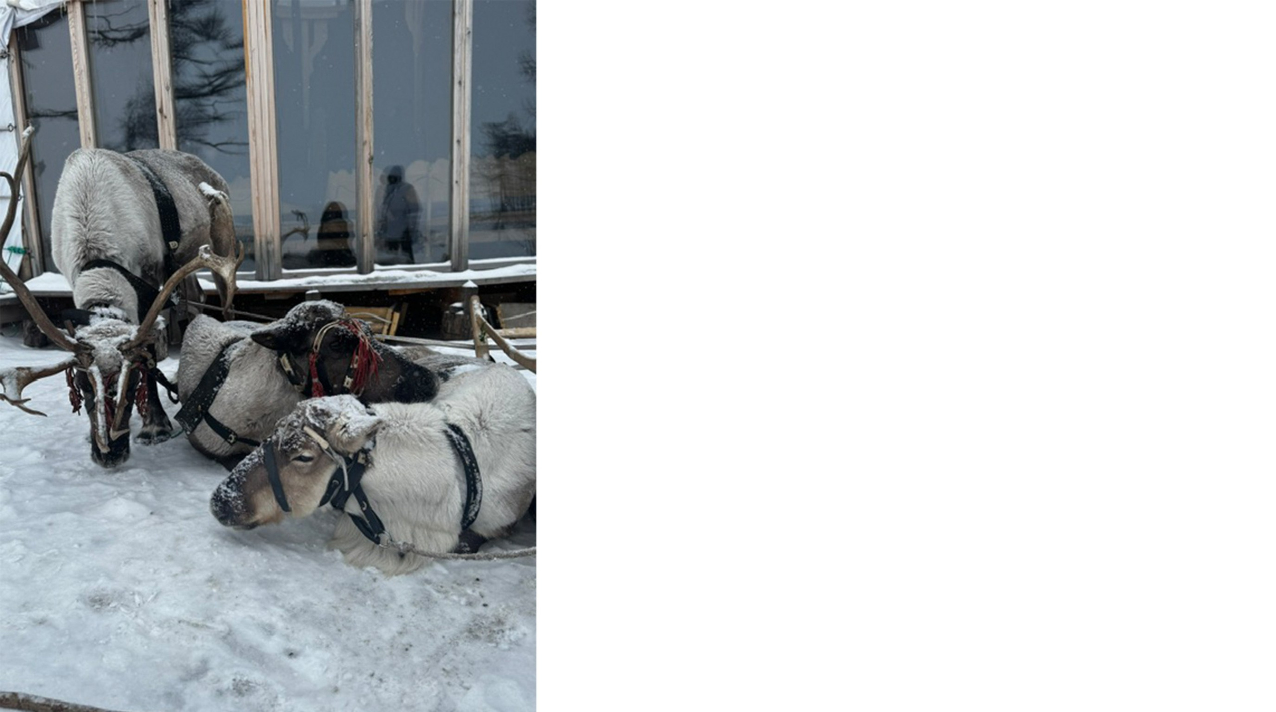 Улучшение фотографий для сайта. Предметный фотограф и видеограф, ИИ генерации в Москве Карсакова