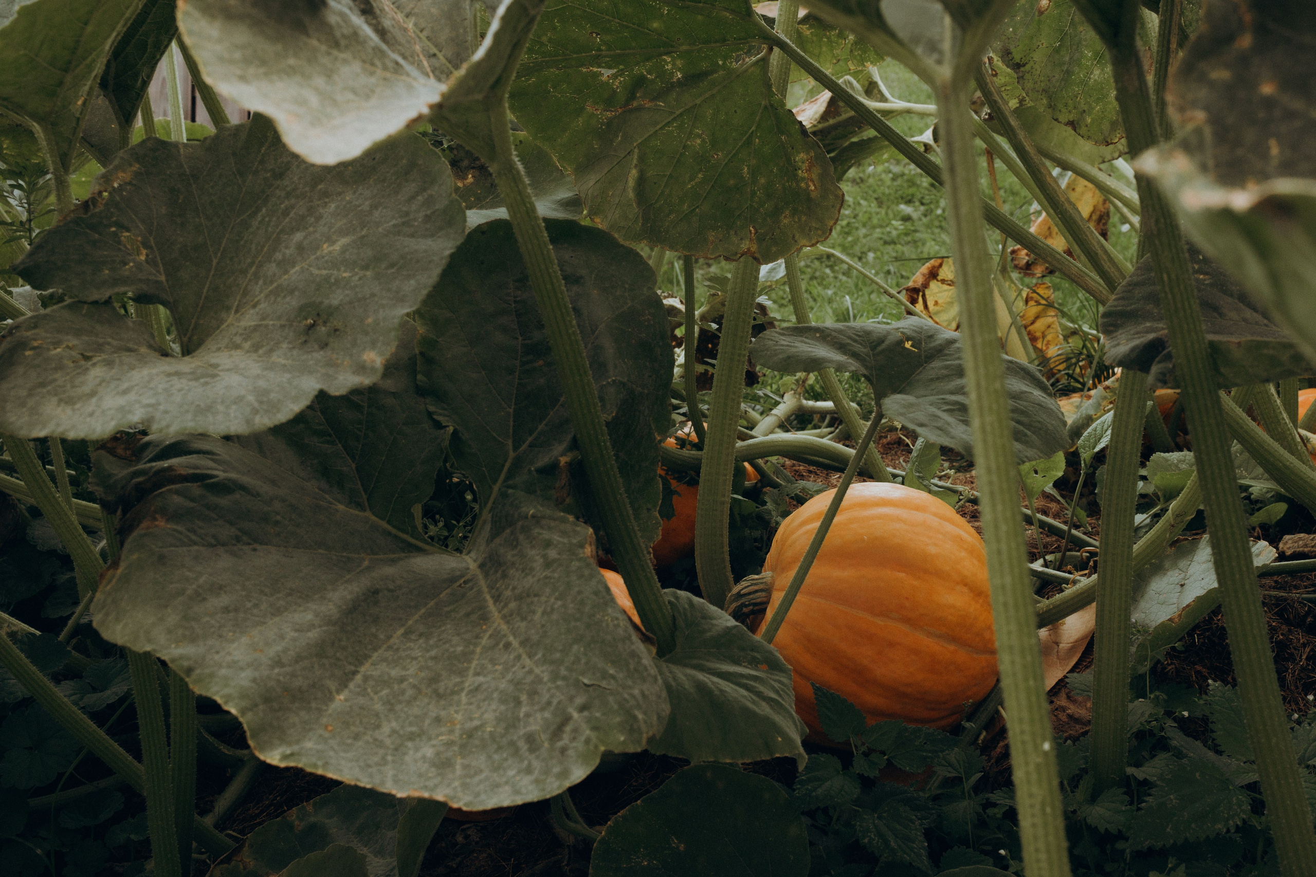 Семейная фотосессия с бабушками и дедушками. Семейный фотограф в Санкт-Петербурге — Лена Тимина