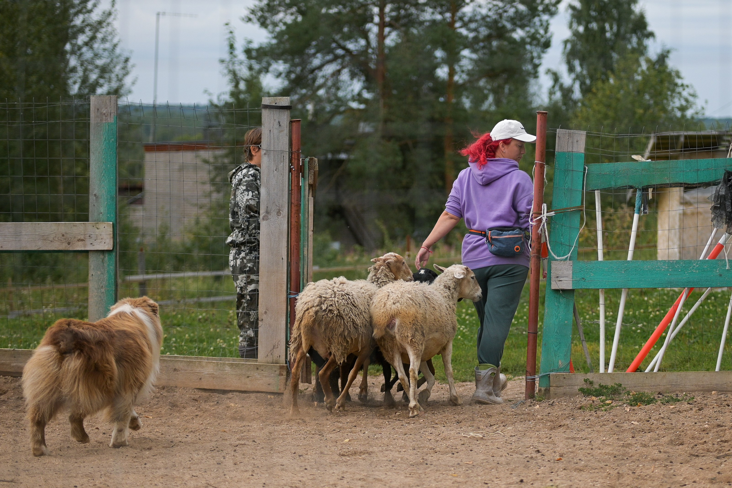 Пастьба собак. Творческий фотограф Вологда