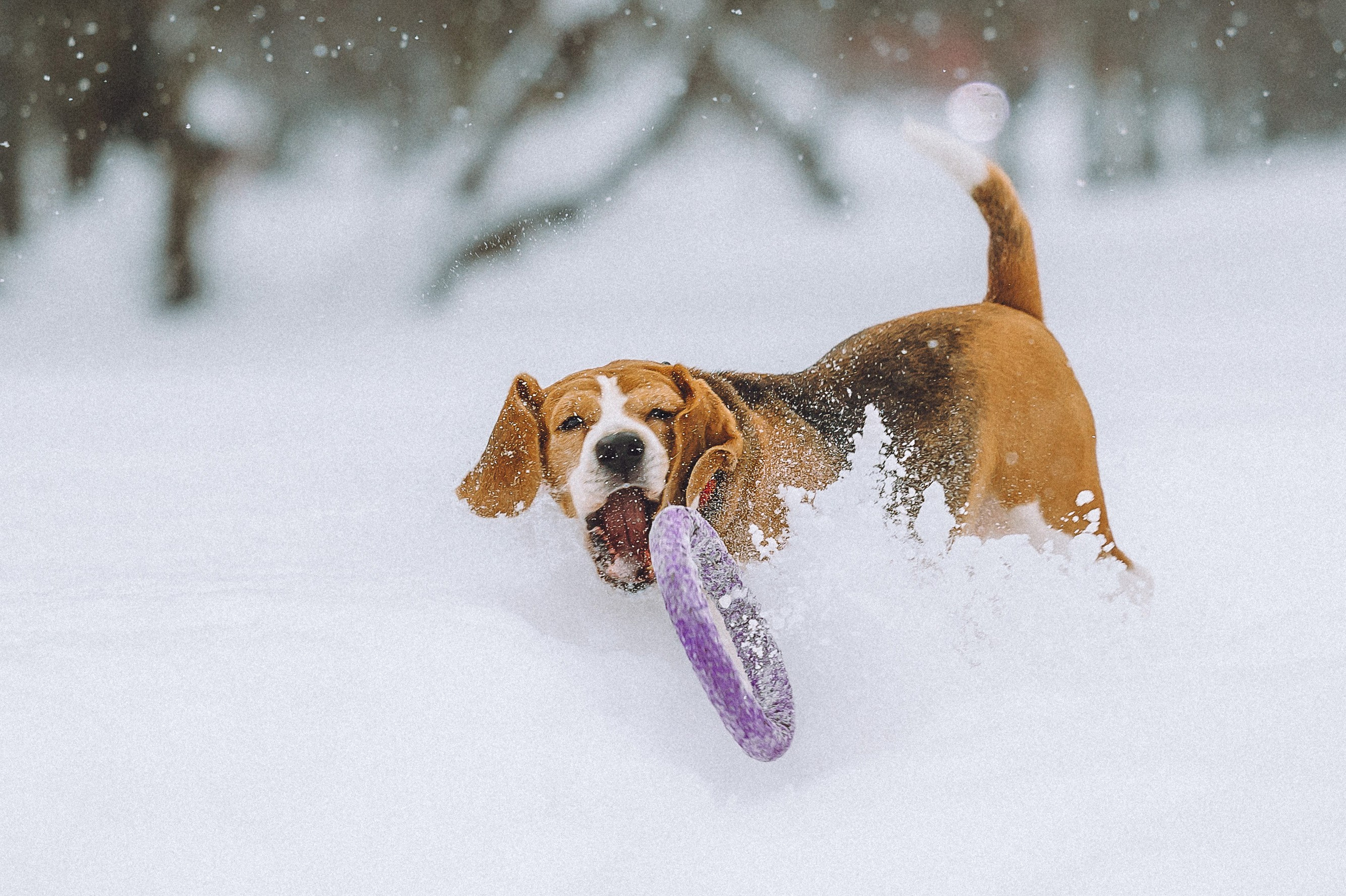 Роман, Портер и Коррес