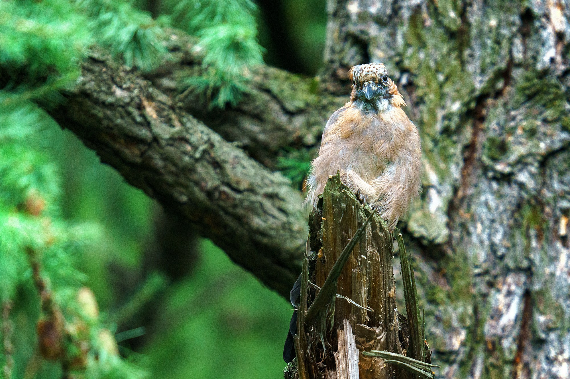 Удивительные мир птиц. Вокруг нас столько прекрасного — присмотритесь!. Ваш личный фотограф Марина Волкова