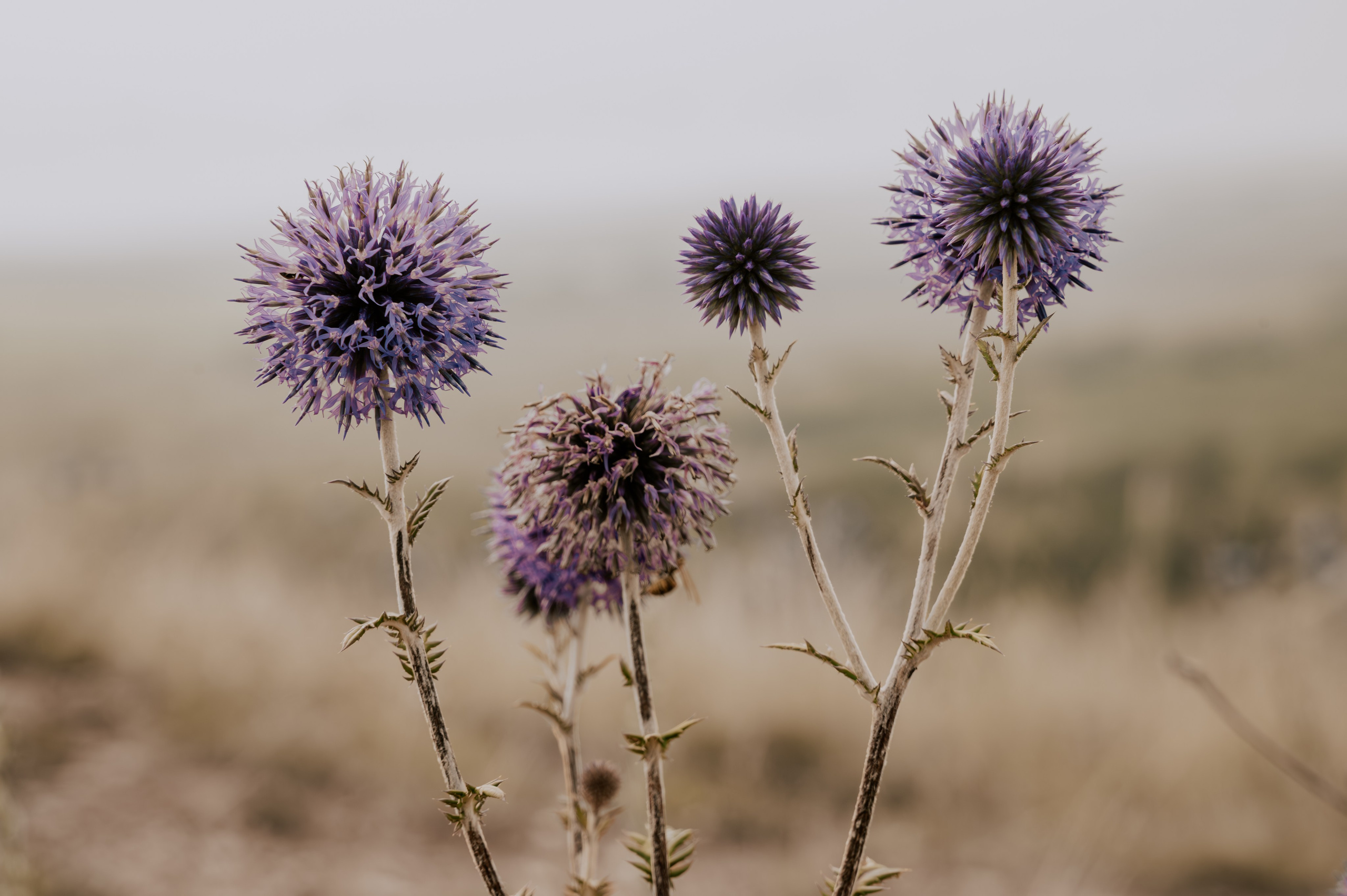 Мордовик обыкновенный
