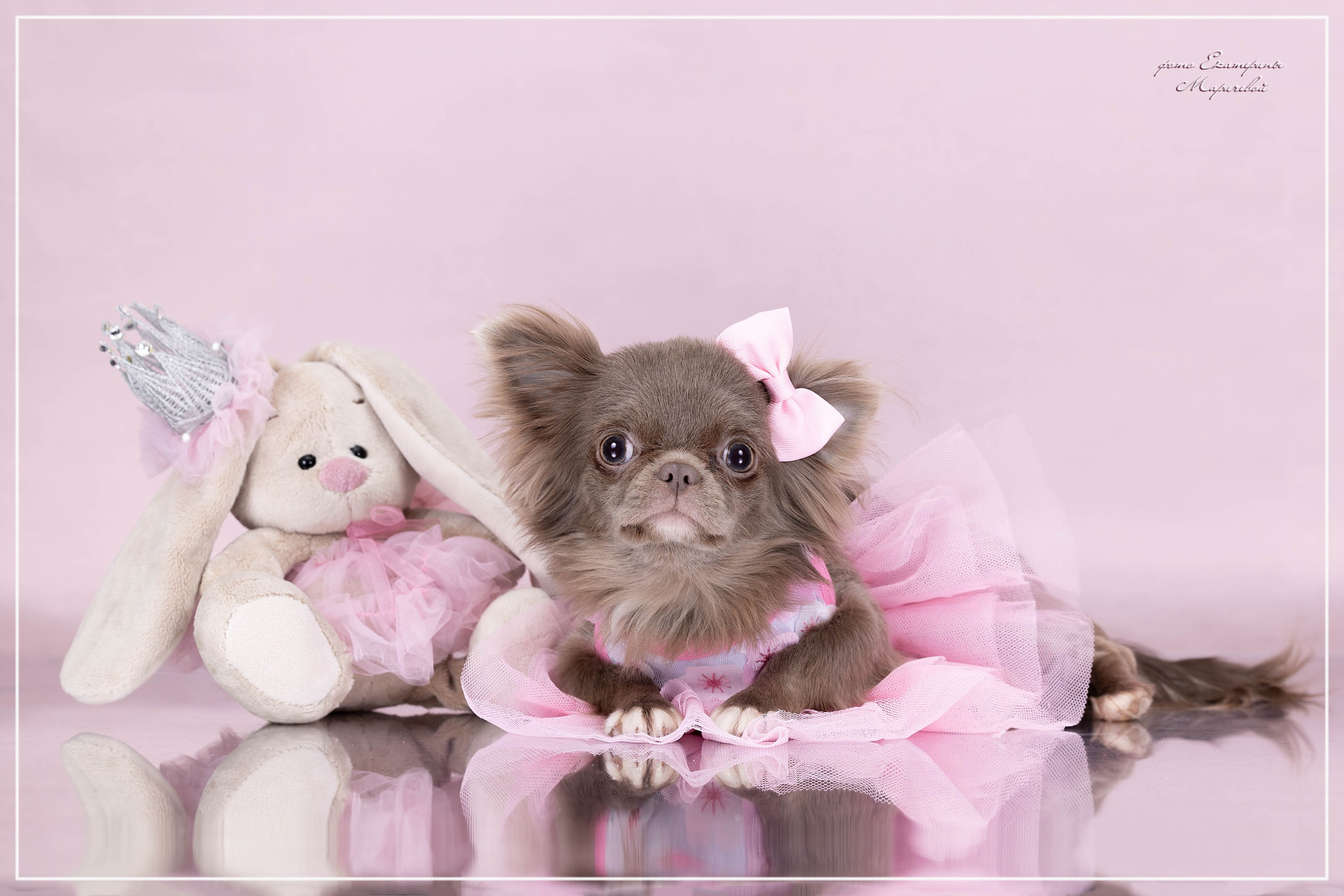 Пастельные фоны. Фотограф-анималист в Омске Екатерина Маричева