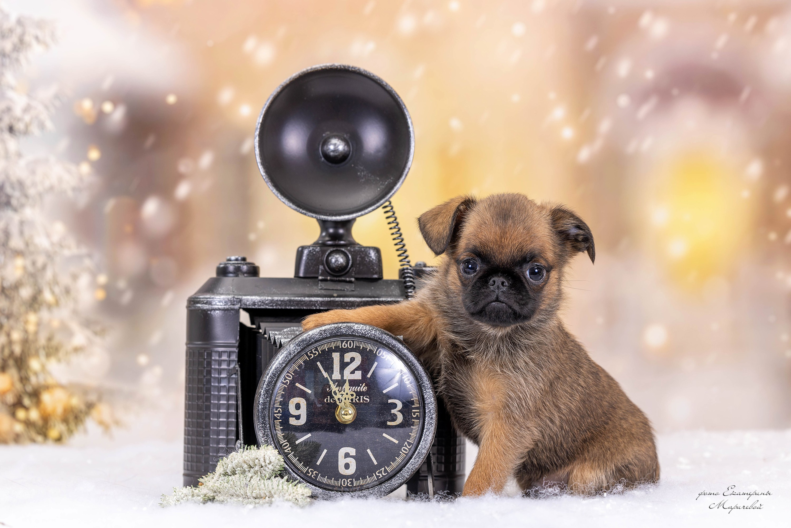 Галерея щенков. Фотограф-анималист в Омске Екатерина Маричева