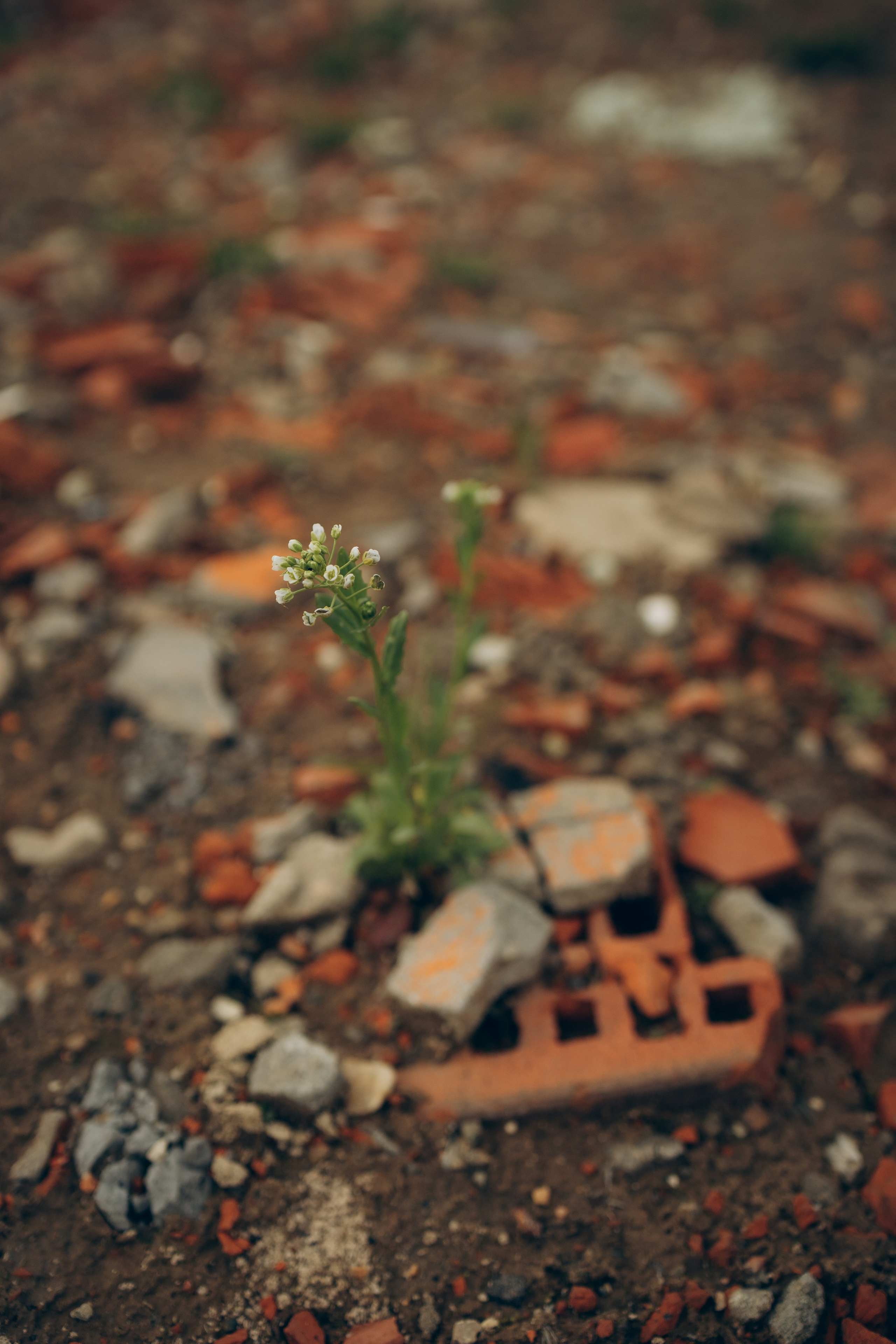 Istra. Женский фотограф Истра