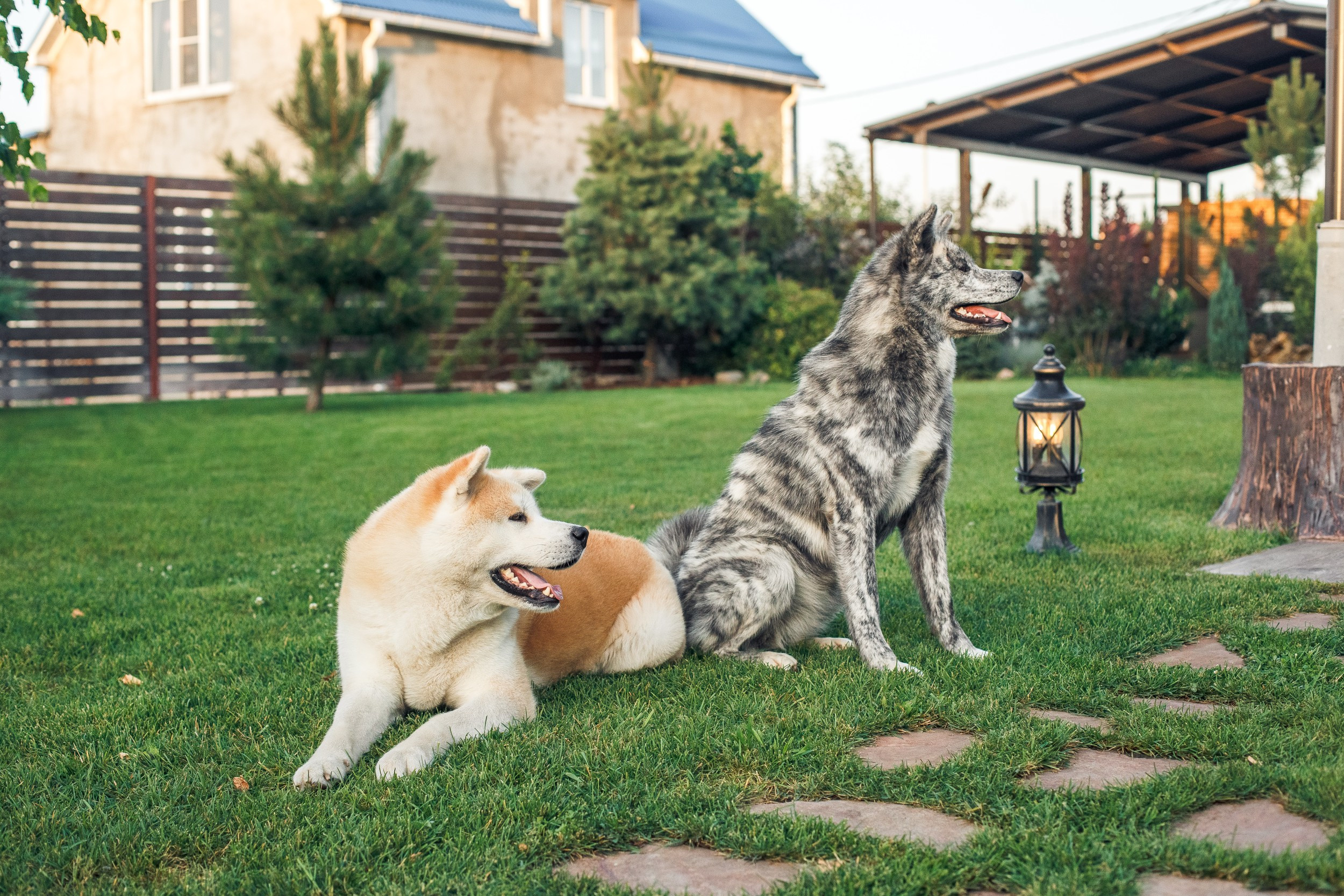 Ханна и Хитоши. Фотограф Марина Верятинская | Краснодар