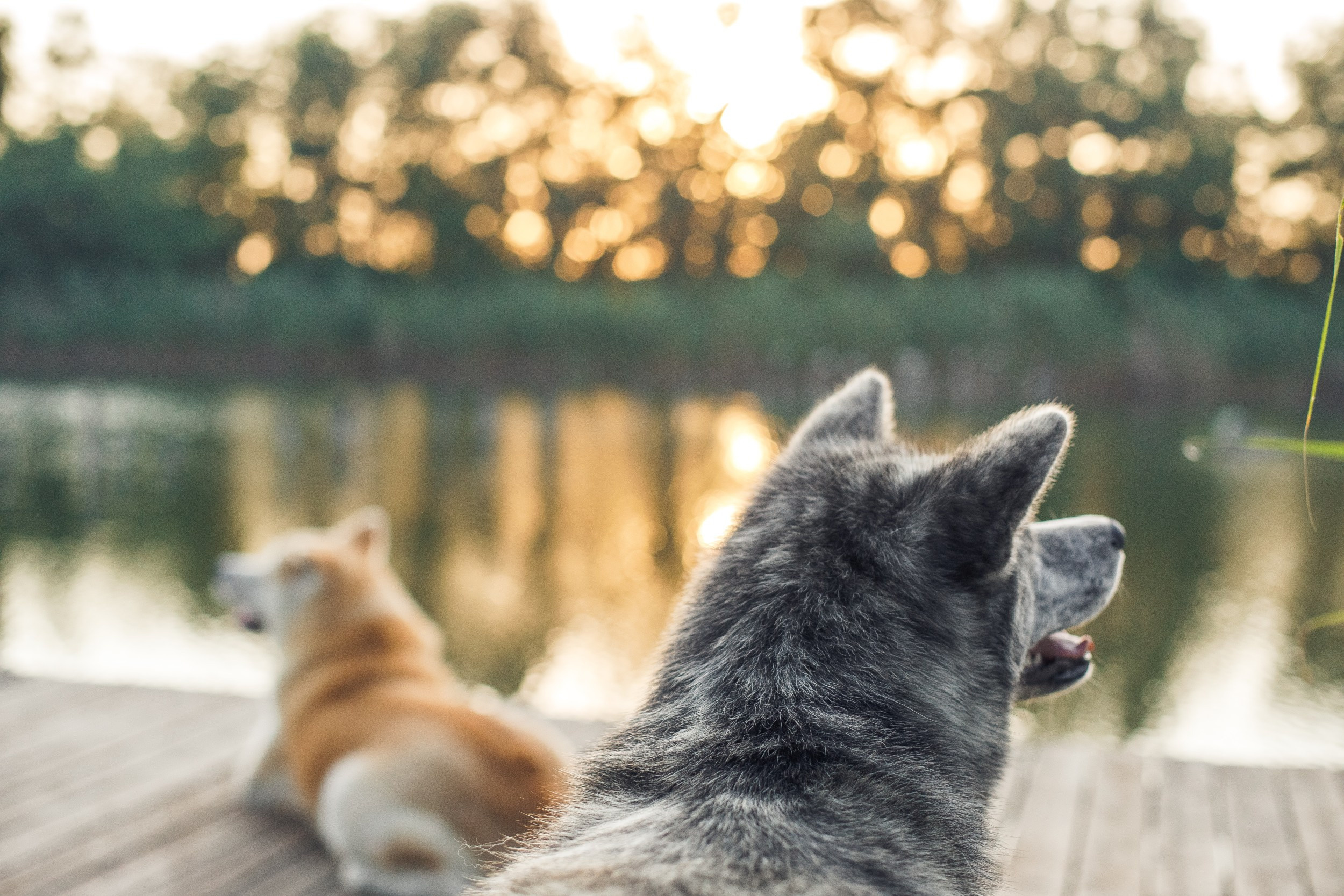 Ханна и Хитоши. Фотограф Марина Верятинская | Краснодар