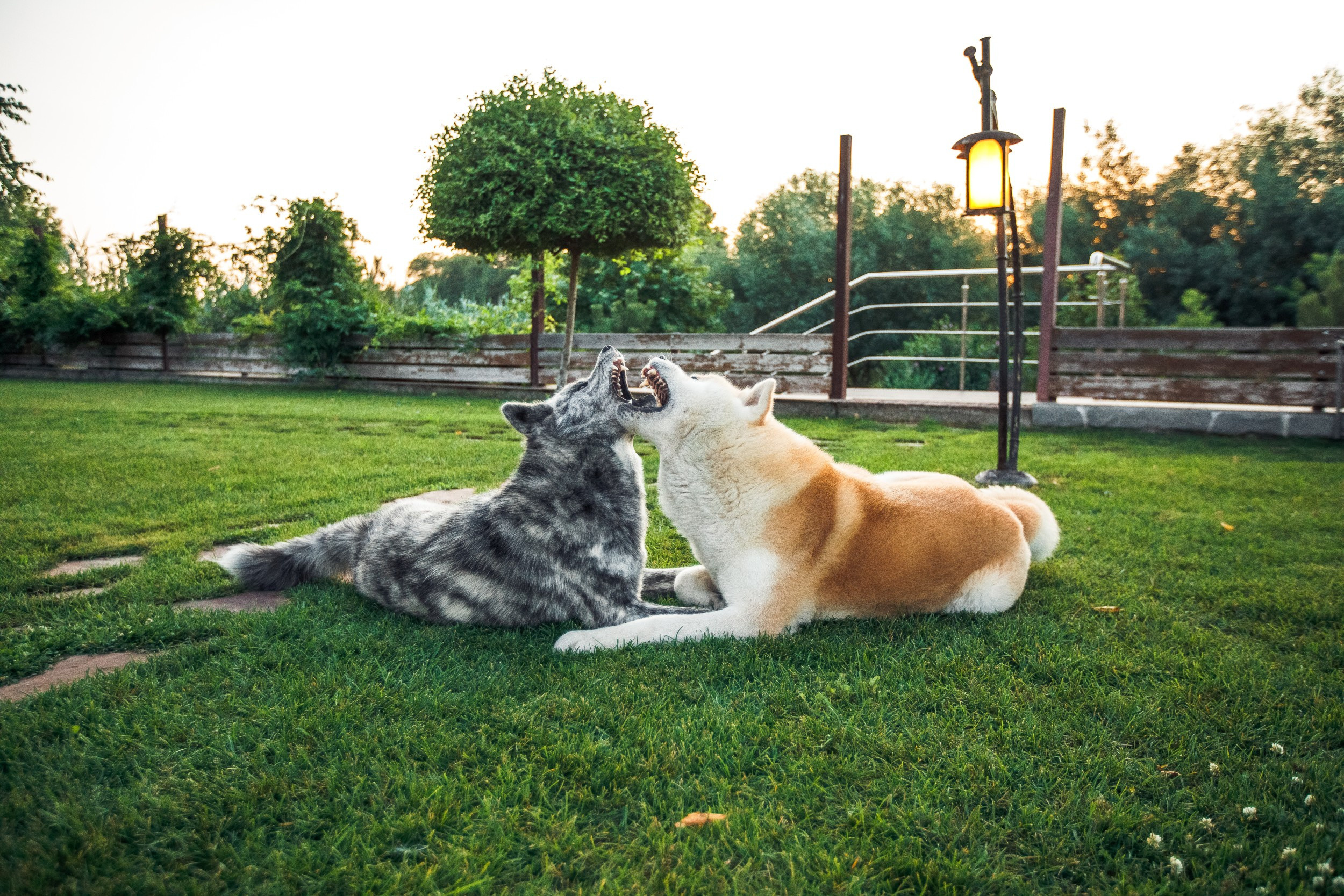 Ханна и Хитоши. Фотограф Марина Верятинская | Краснодар