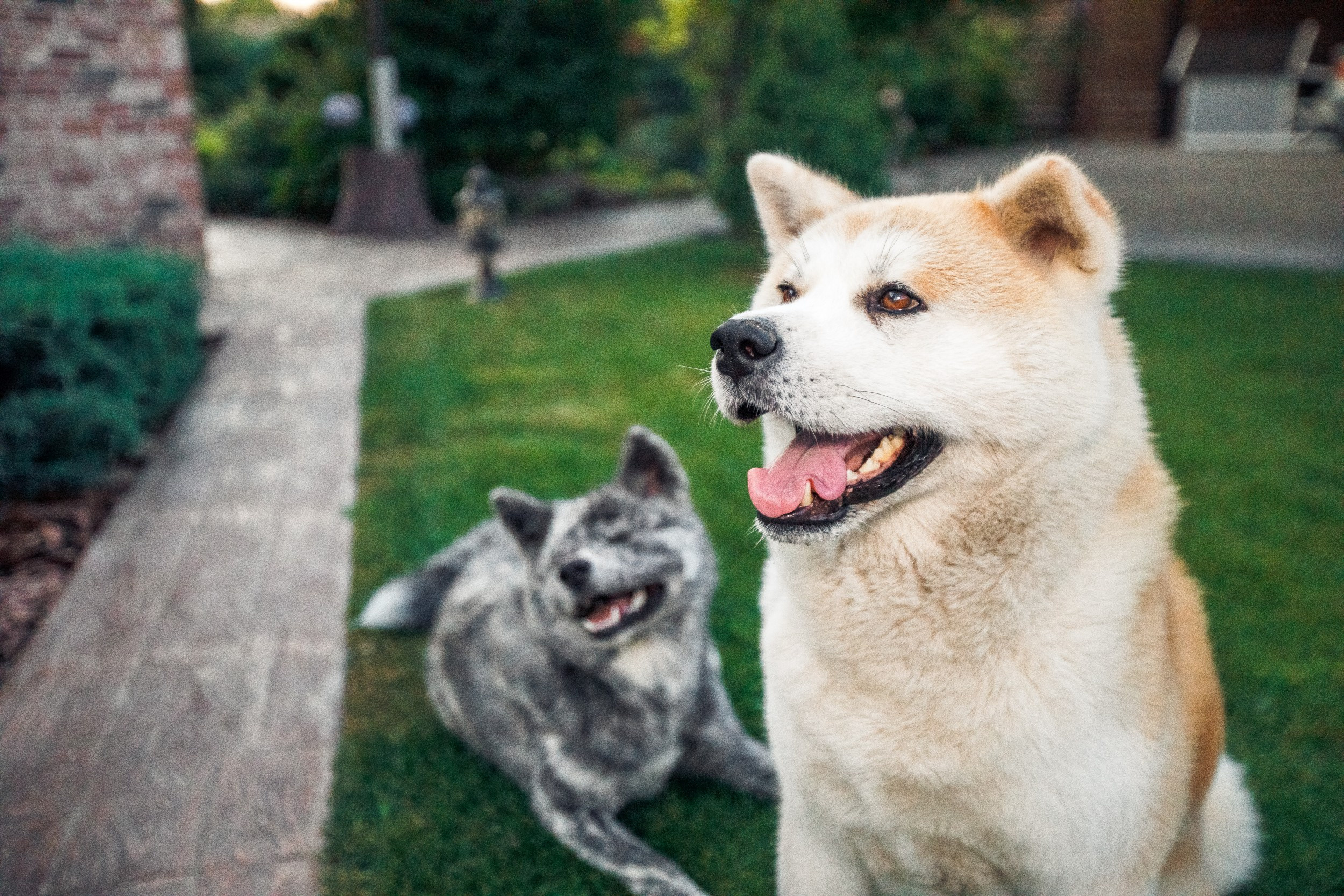 Ханна и Хитоши. Фотограф Марина Верятинская | Краснодар