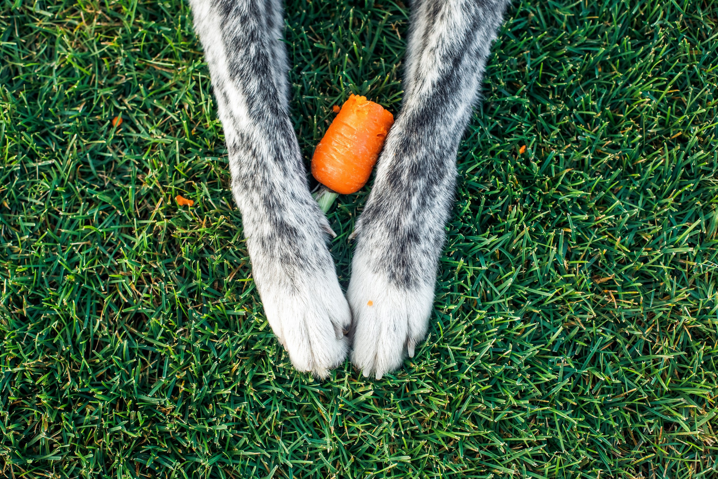 Ханна и Хитоши. Фотограф Марина Верятинская | Краснодар