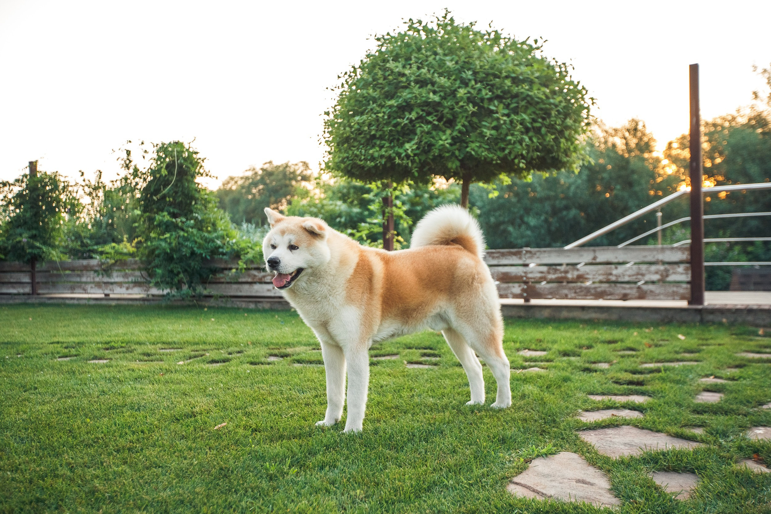 Ханна и Хитоши. Фотограф Марина Верятинская | Краснодар