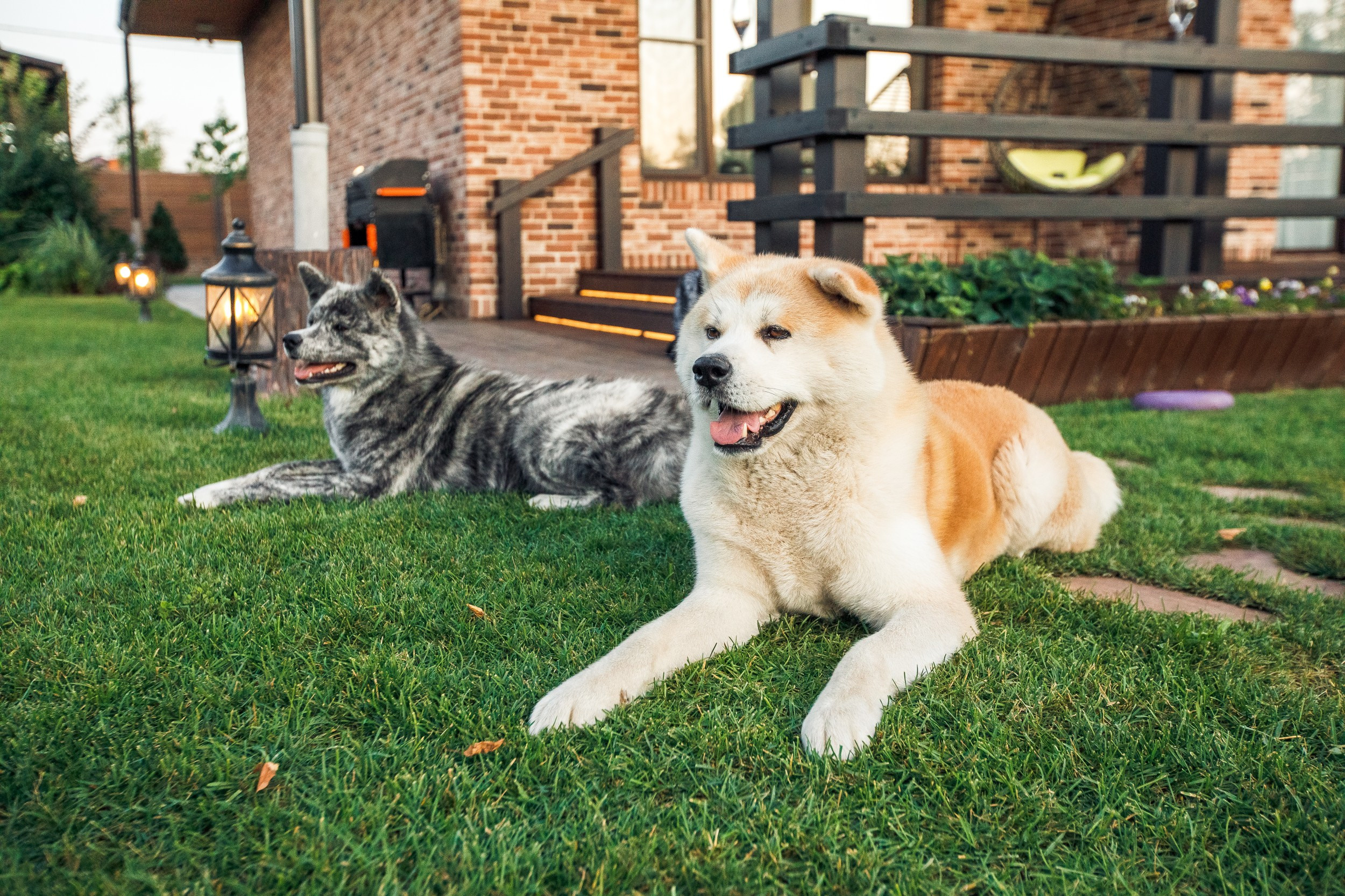 Ханна и Хитоши. Фотограф Марина Верятинская | Краснодар