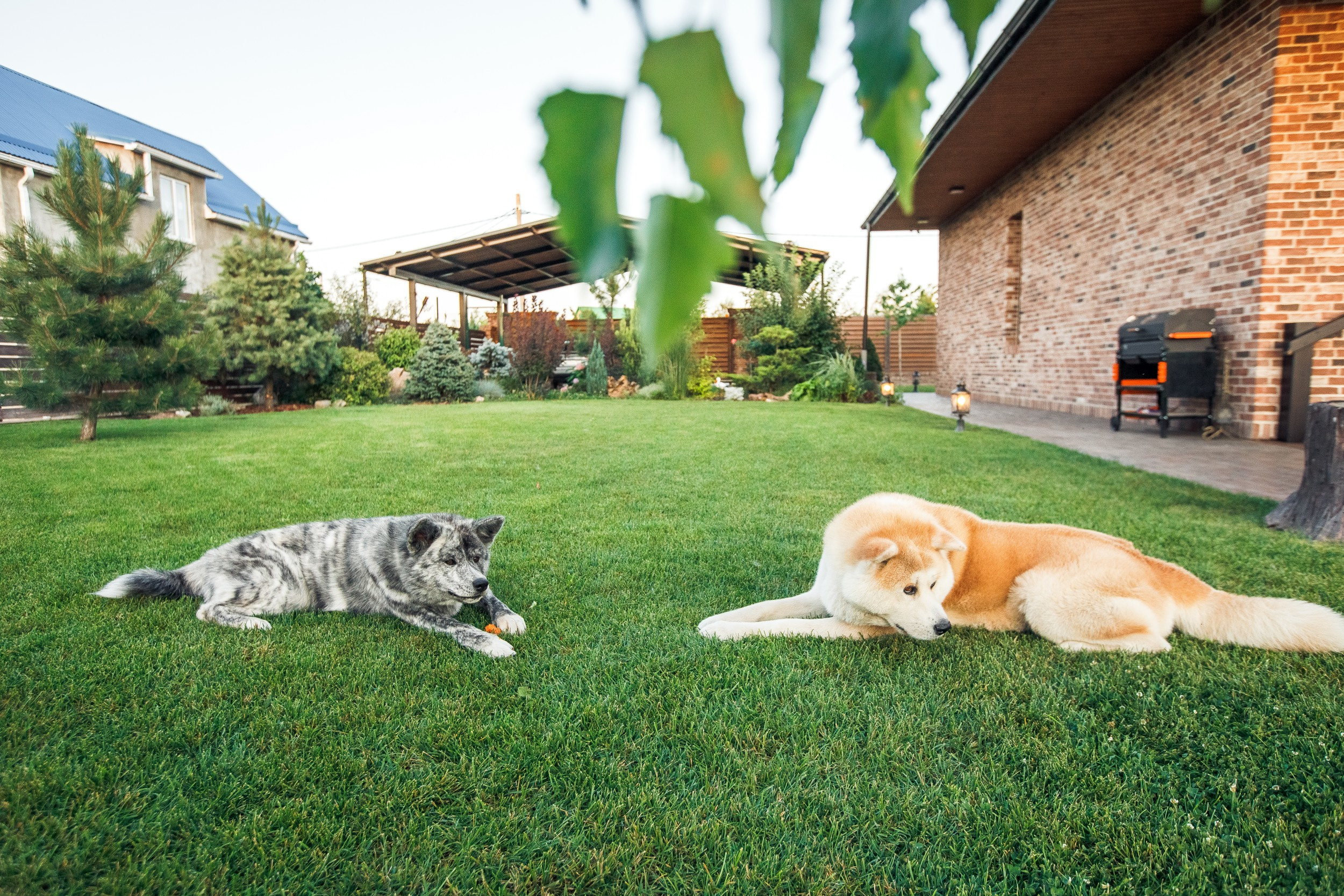 Ханна и Хитоши. Фотограф Марина Верятинская | Краснодар