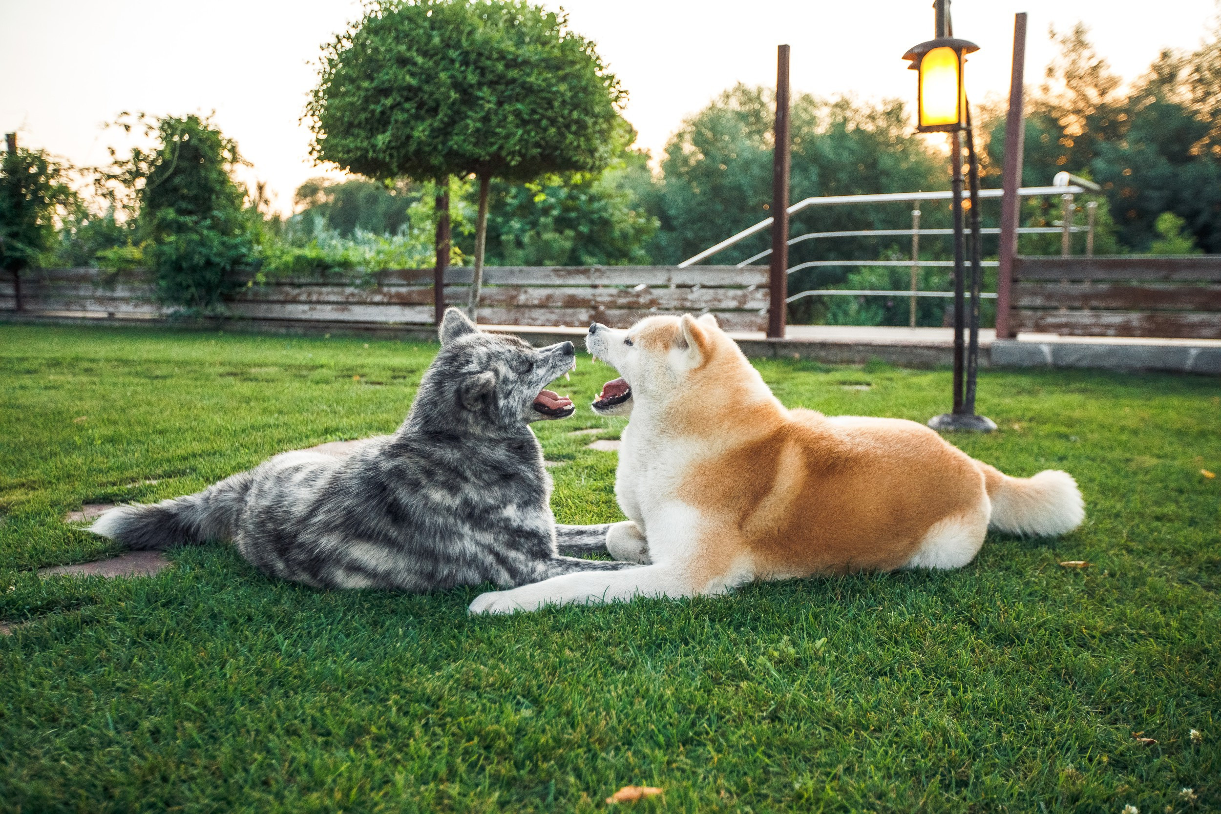 Ханна и Хитоши. Фотограф Марина Верятинская | Краснодар