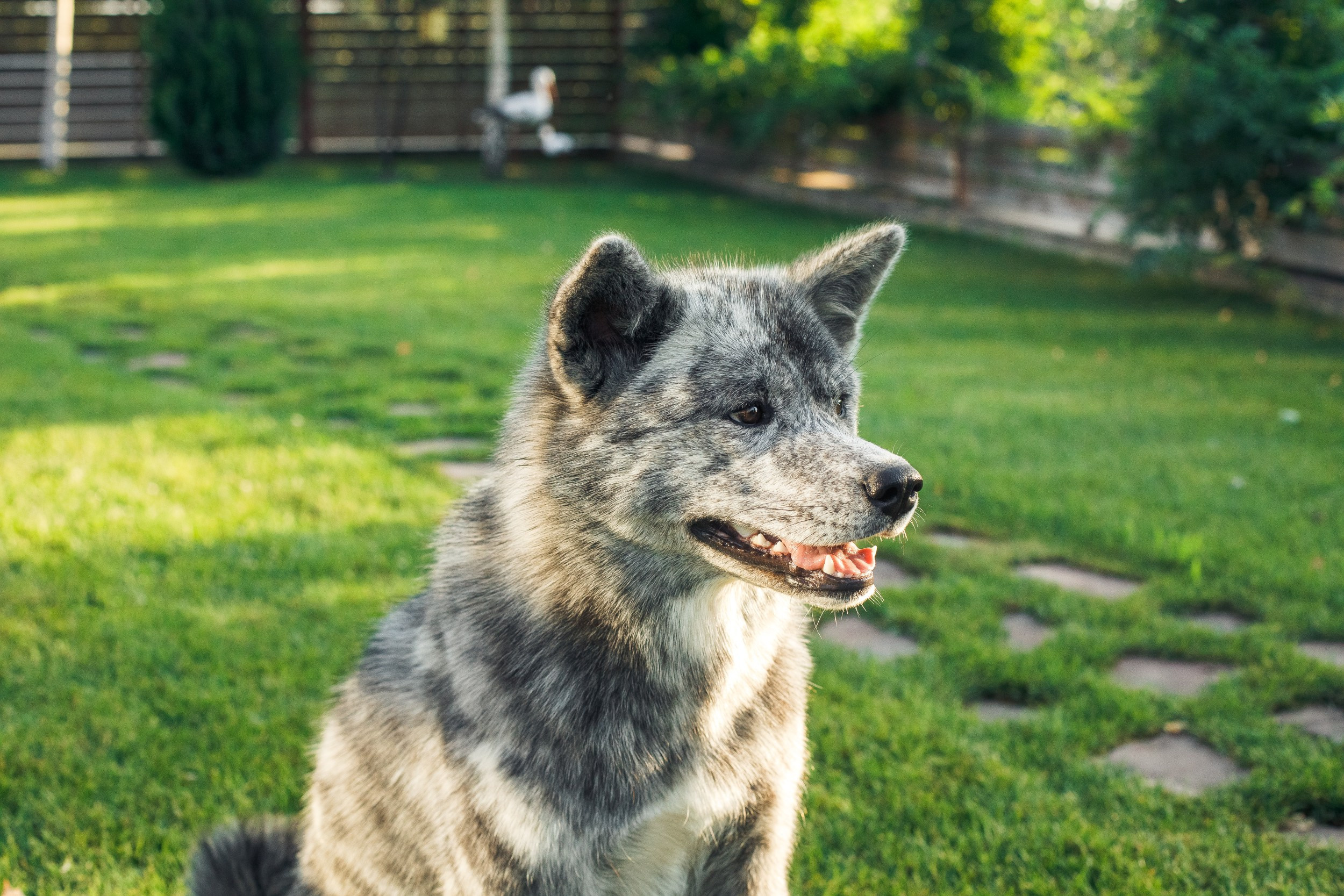 Ханна и Хитоши. Фотограф Марина Верятинская | Краснодар
