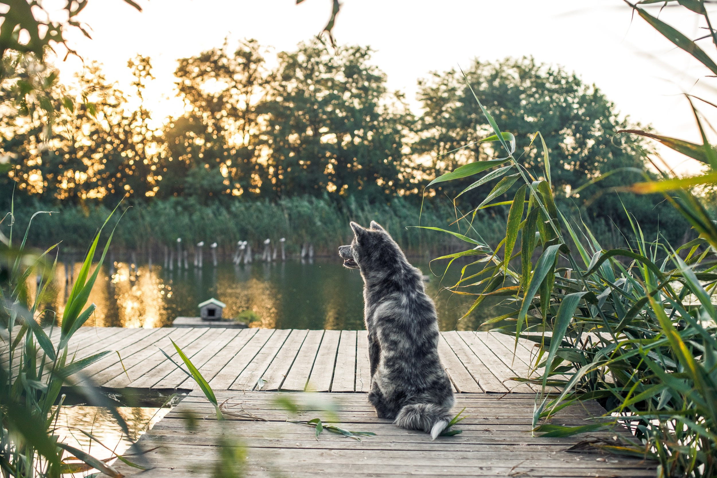 Ханна и Хитоши. Фотограф Марина Верятинская | Краснодар