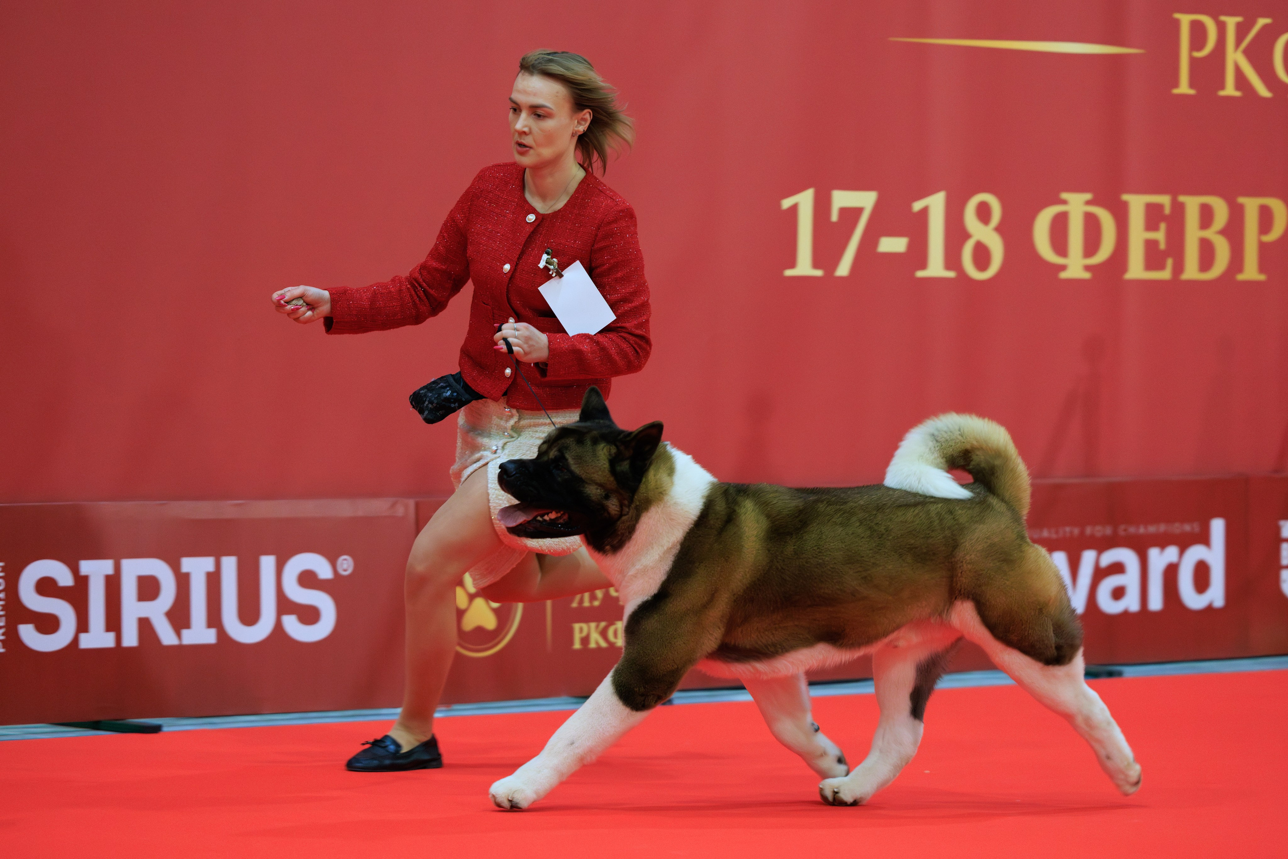 Лучшие Собаки России 17-18.02.2024. Фотограф-анималист Юлия Германика