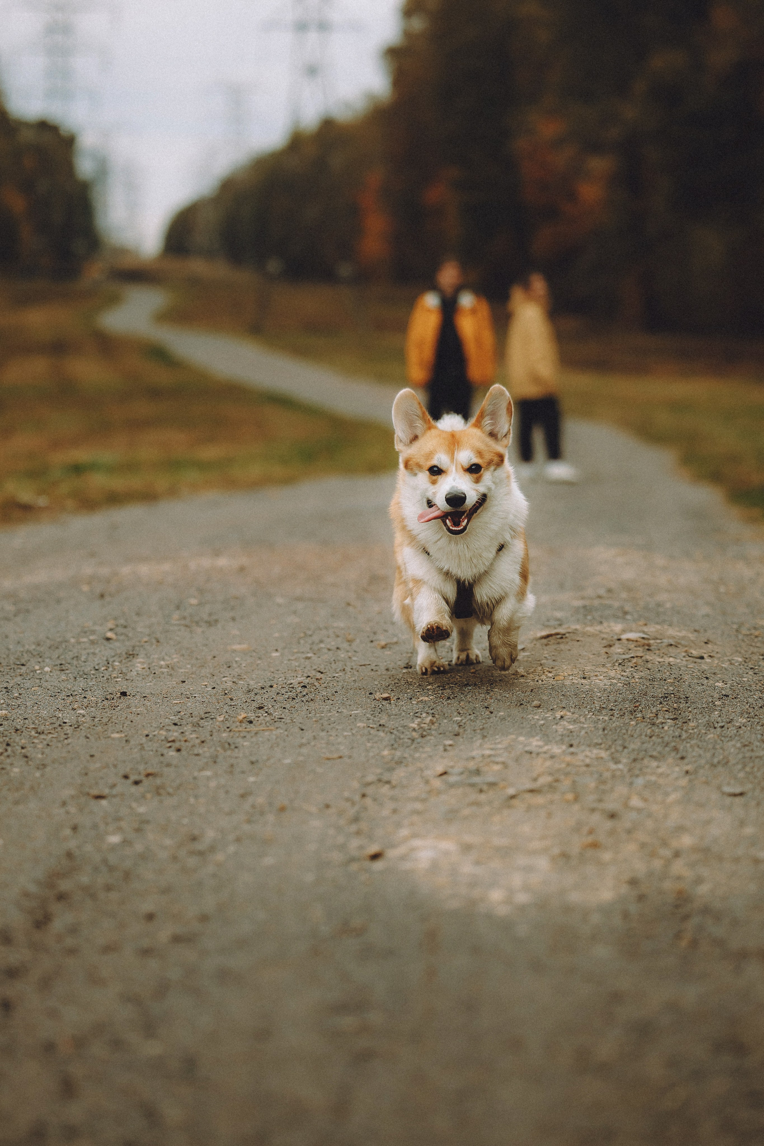 Вирджик и его семья