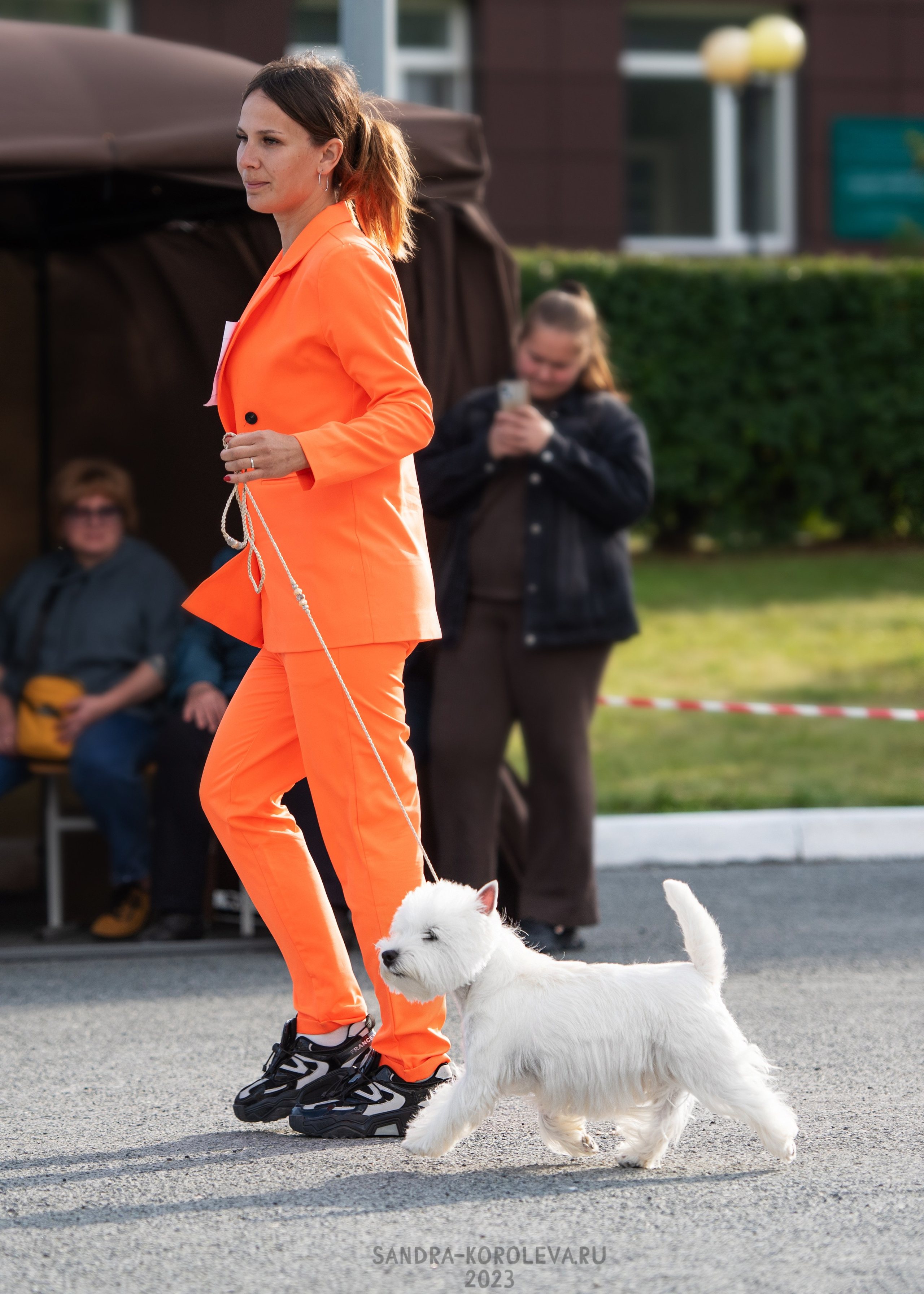 Выставка собак Тюмень 02.09.2023. Дог-фотограф в Тюмени Александра Королева