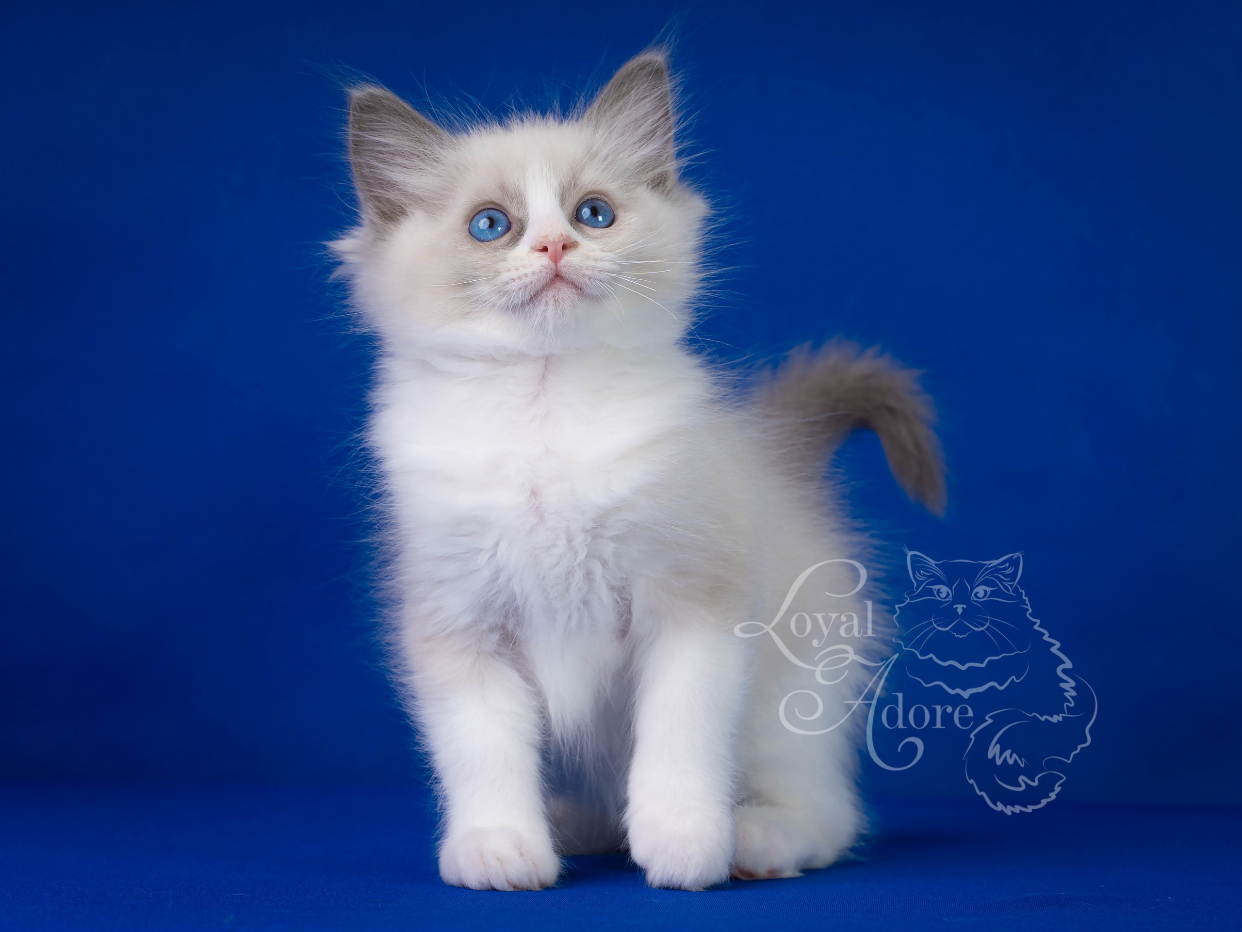 Котята рэгдолл от Loyal Adore. Питомник рэгдолл Loyal Adore