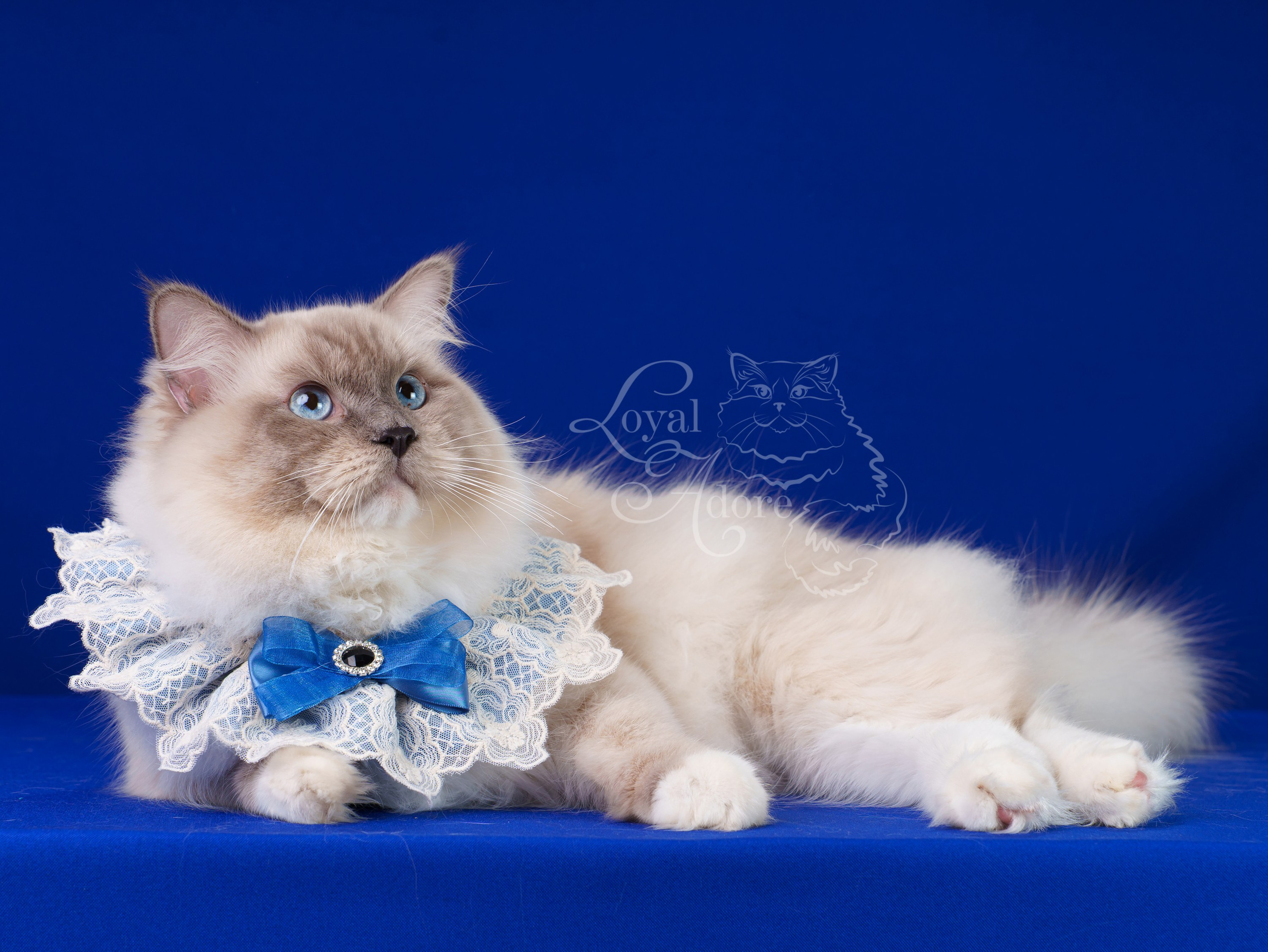 Коты производители Loyal Adore. Питомник рэгдолл Loyal Adore