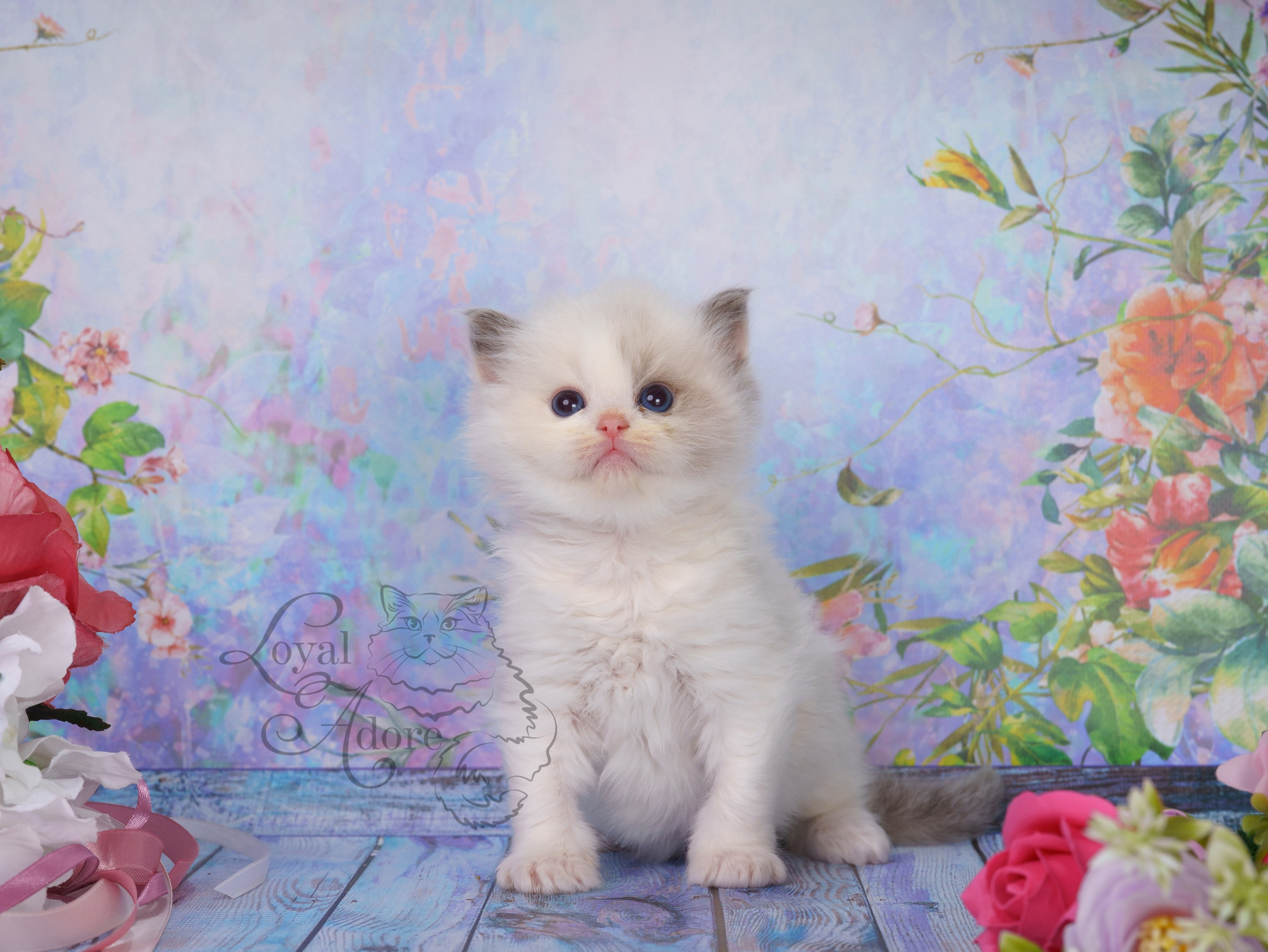 Котята рэгдолл от Loyal Adore. Питомник рэгдолл Loyal Adore