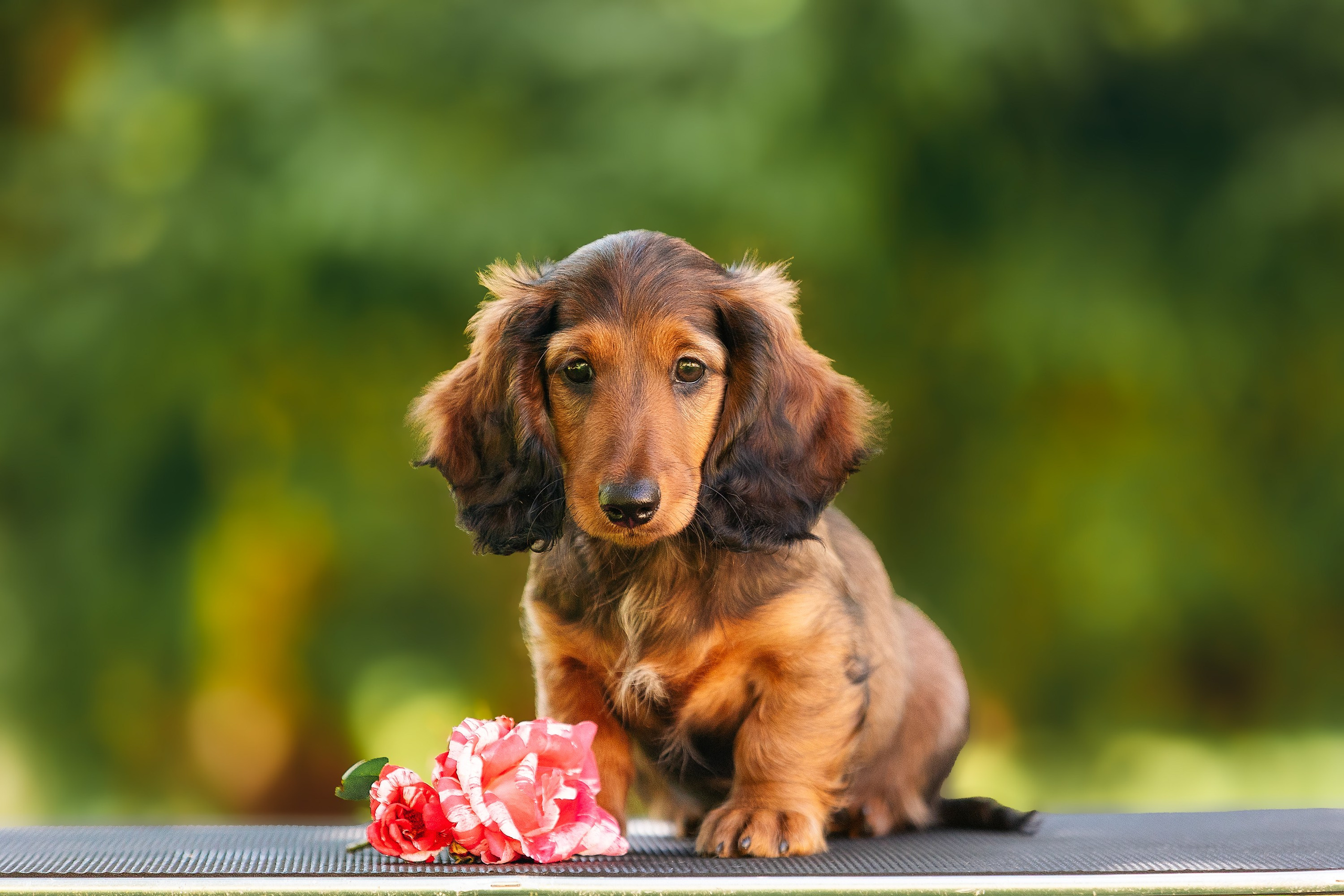 Фотосессии помётов щенков. Фотограф. Фотограф-анималист. Москва