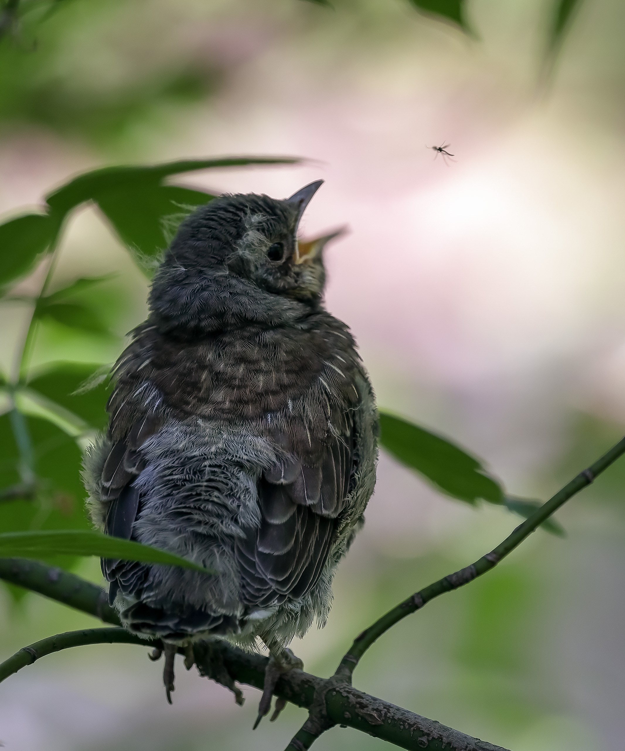 Слеток дрозда