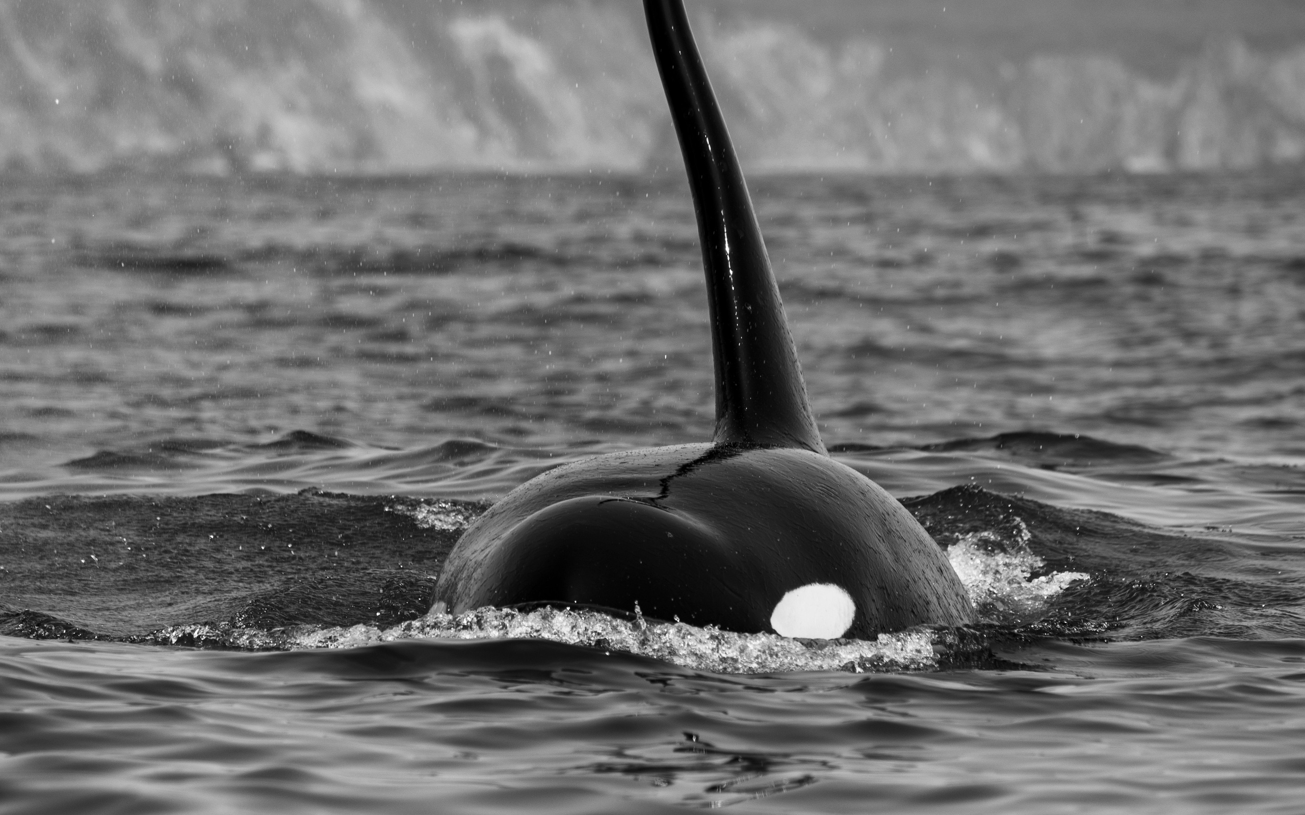 Принты для печати. Фотограф на Камчатке, съемки на природе