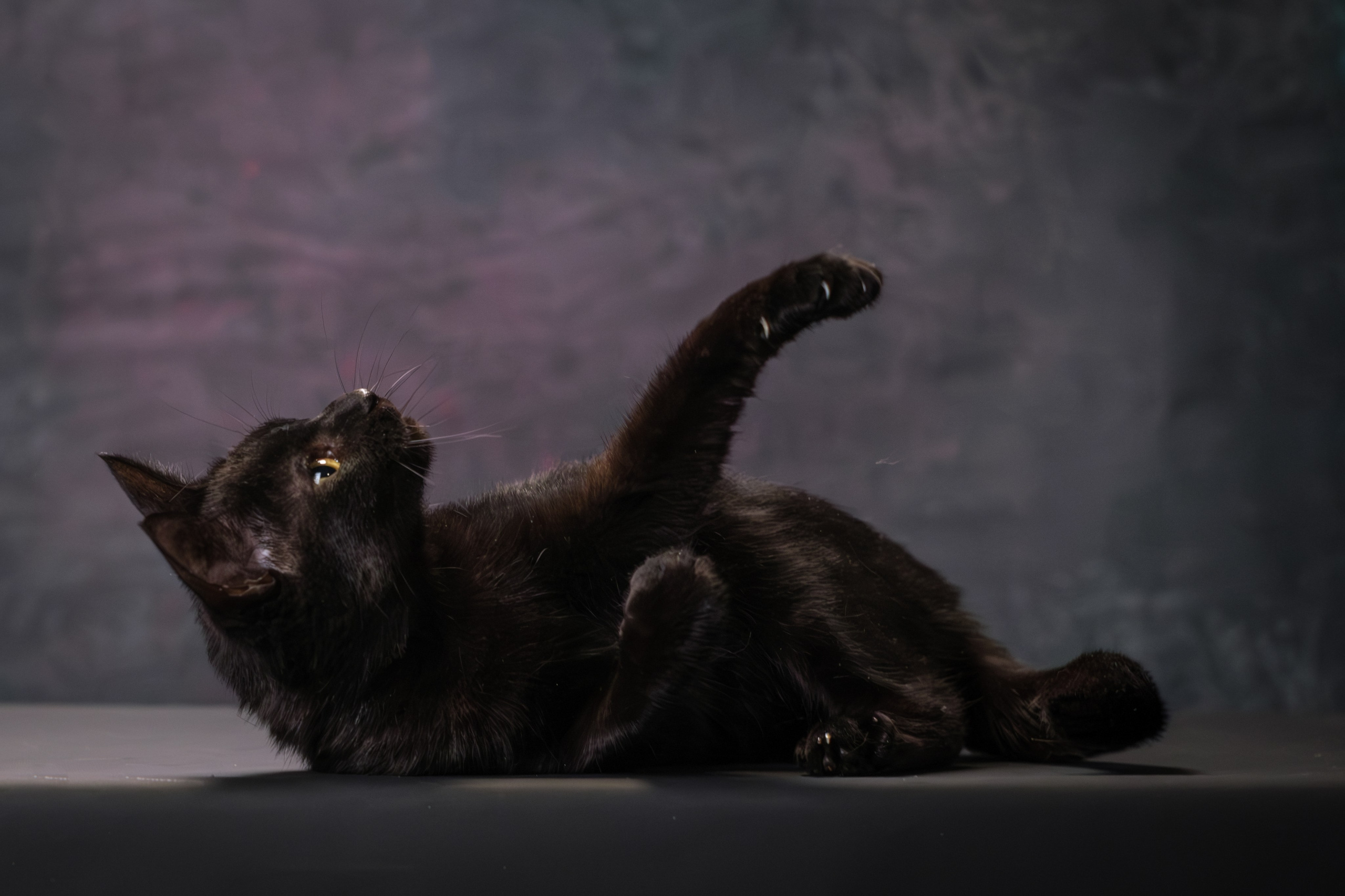 Котики Мурмурии). Зоофотограф, фотограф животных в Москве и области Дина Дамоцева