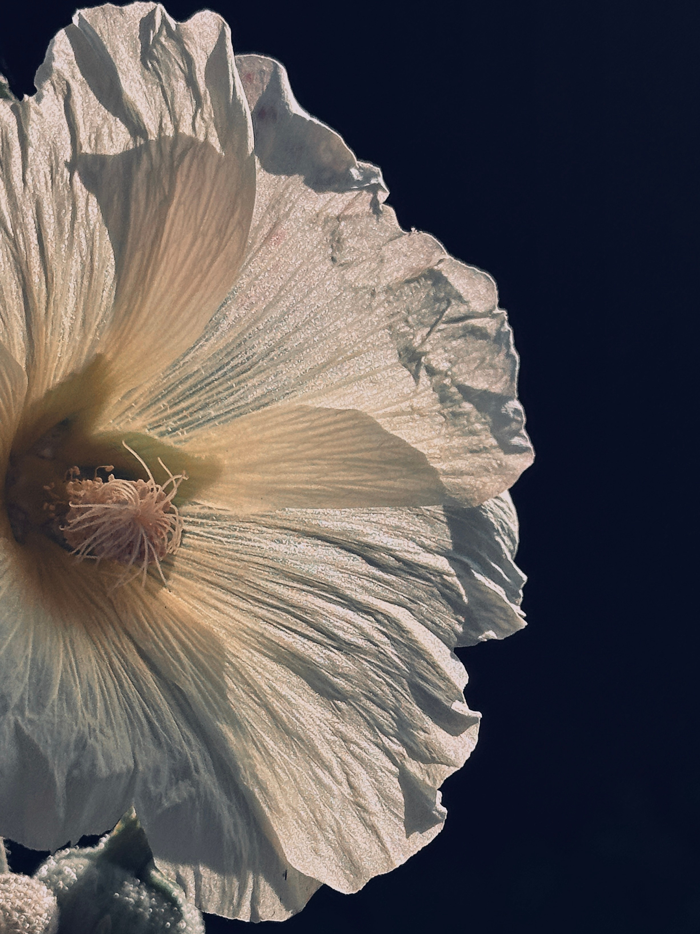 Макро любовь. Смотри, красота!