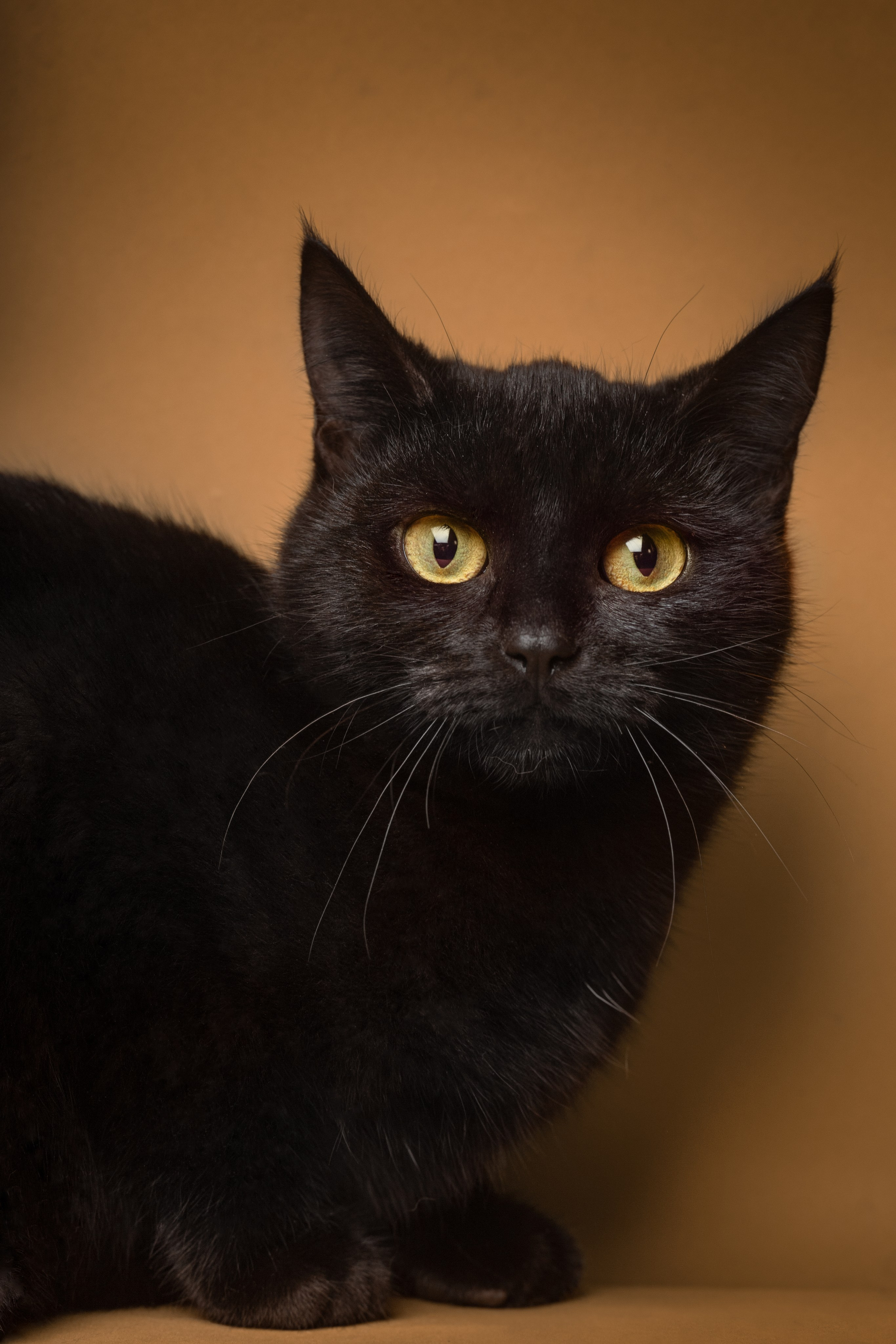 Коты. Фотограф Демид Никитин. г. Дубна, Москва