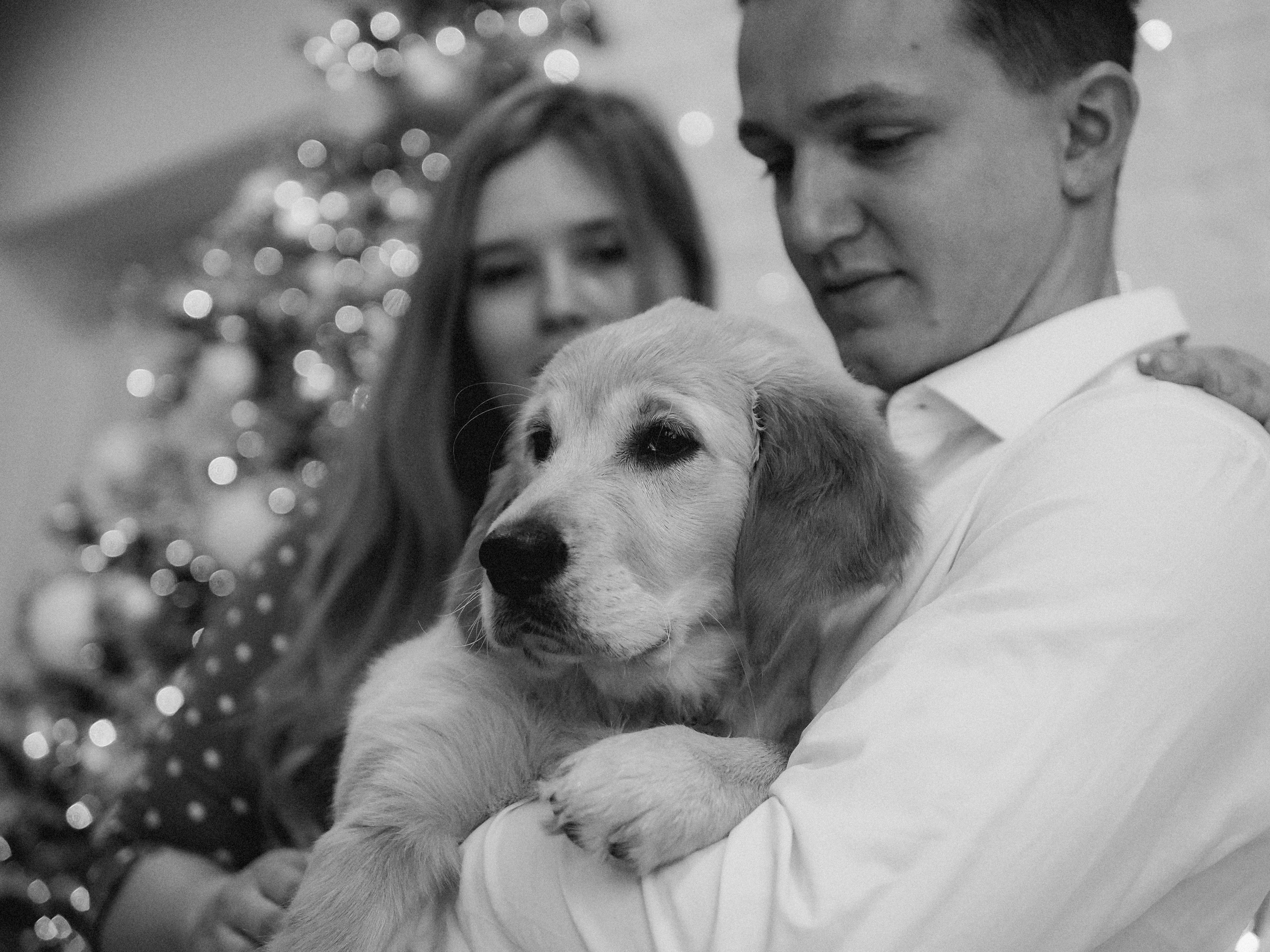 Малышка Молли и новый год. Фотограф в Москве — Сергей Люкшинов