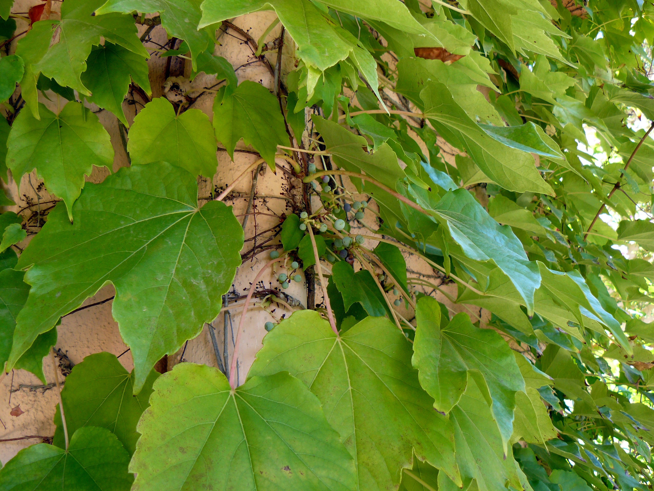 Кемер, Чамьюва 2008. Избранные фотографии