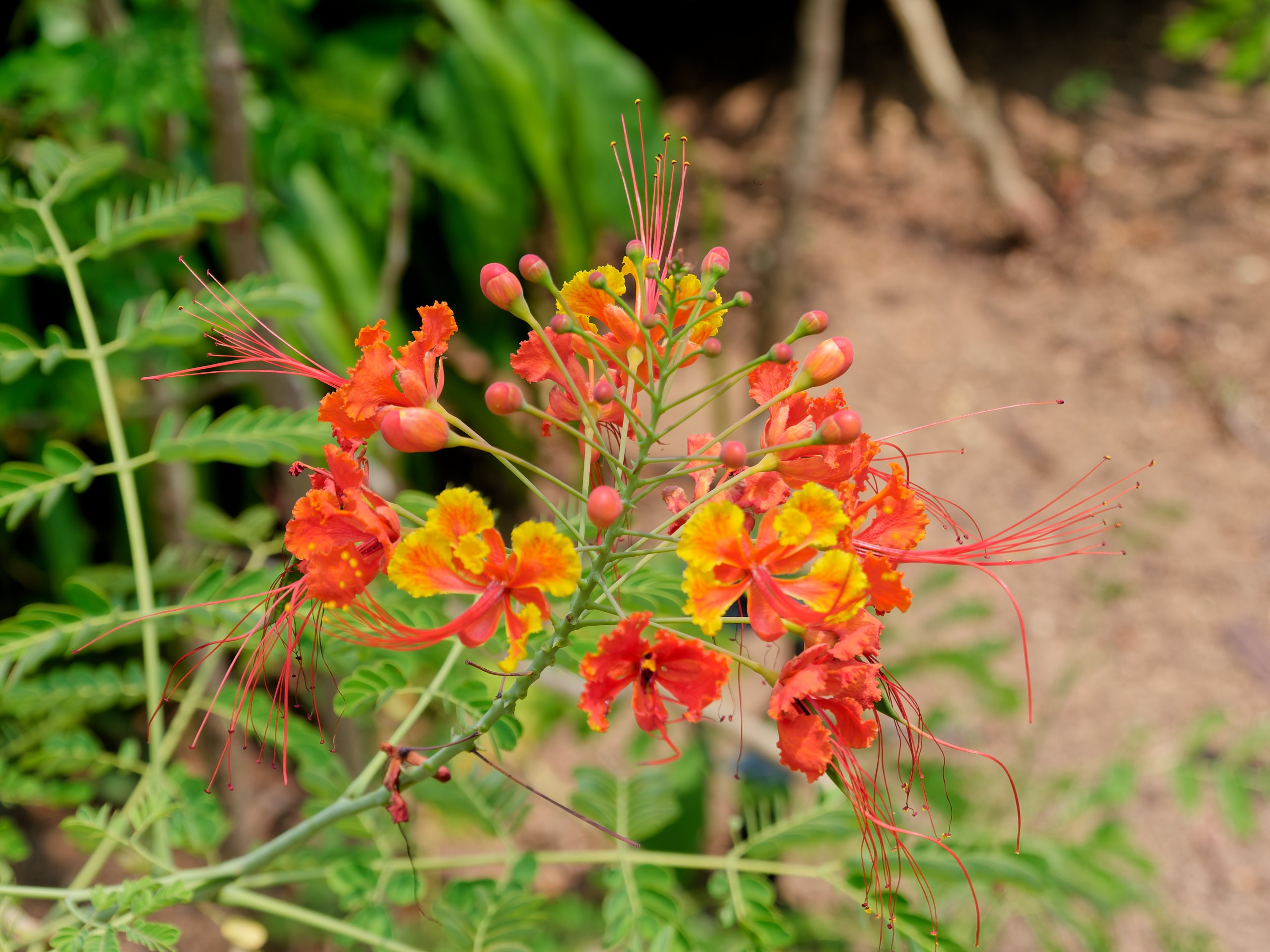 Хайнань 2026, флора, цветы и деревья. Фотопрогулки по Миру