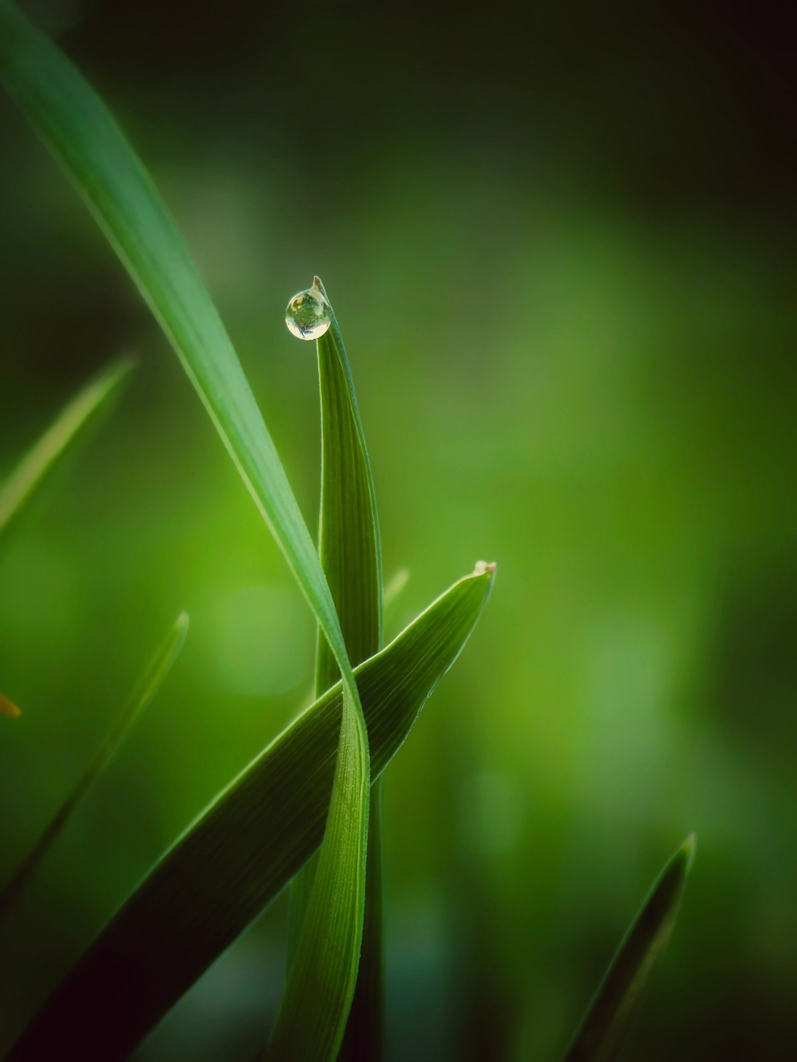 Макрофотографии капель воды: детали дождя, росы и абстракции | Съемка крупным планом