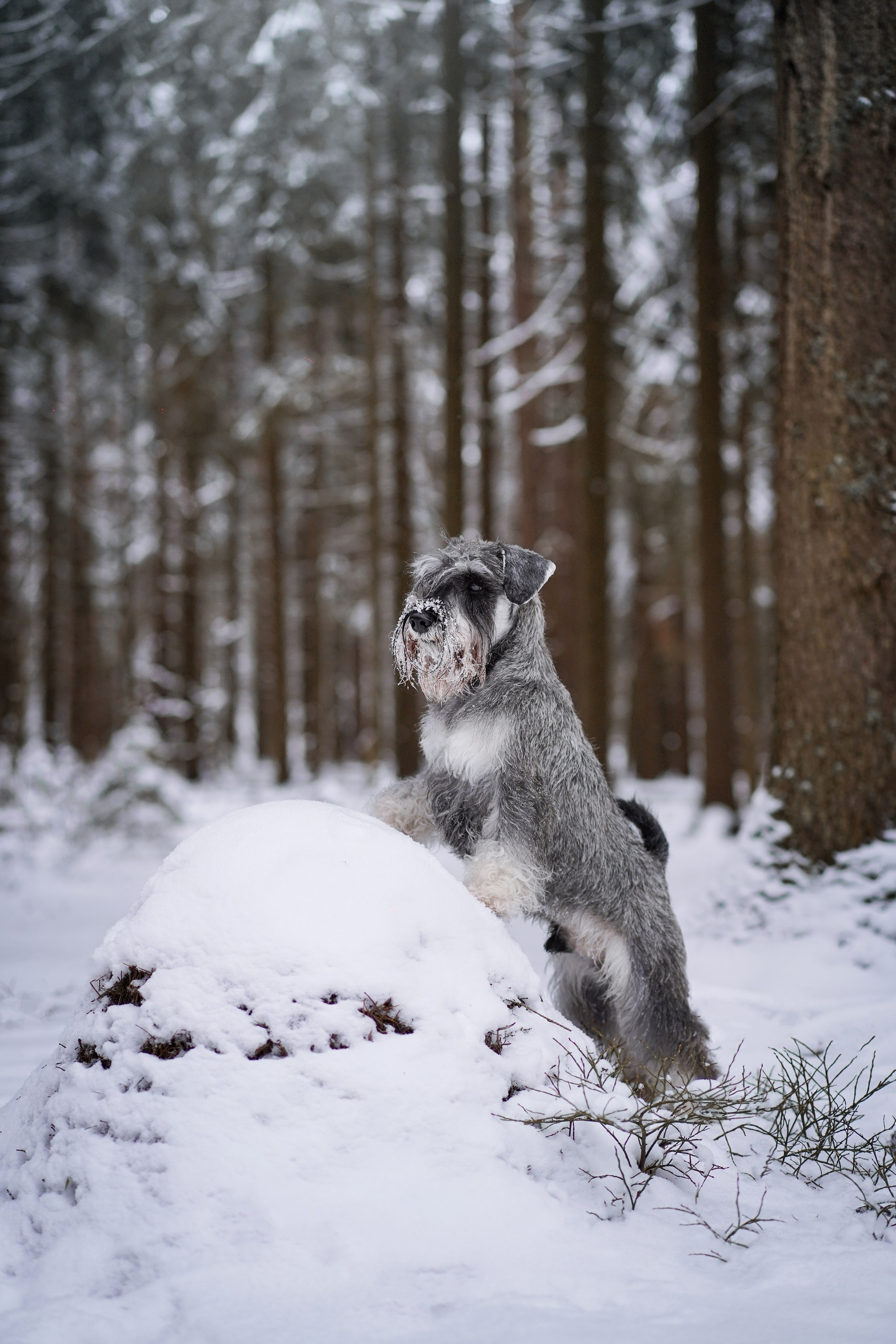 Бенчи и Арчи. Фотограф-анималист в Санкт-Петербурге Яна Мартынова